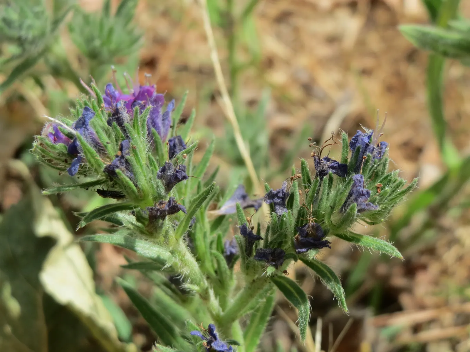 Blueweed (Echium Vulgare) — shrub with blue blooms; blueweed sports cylindrical flower spikes, image 77