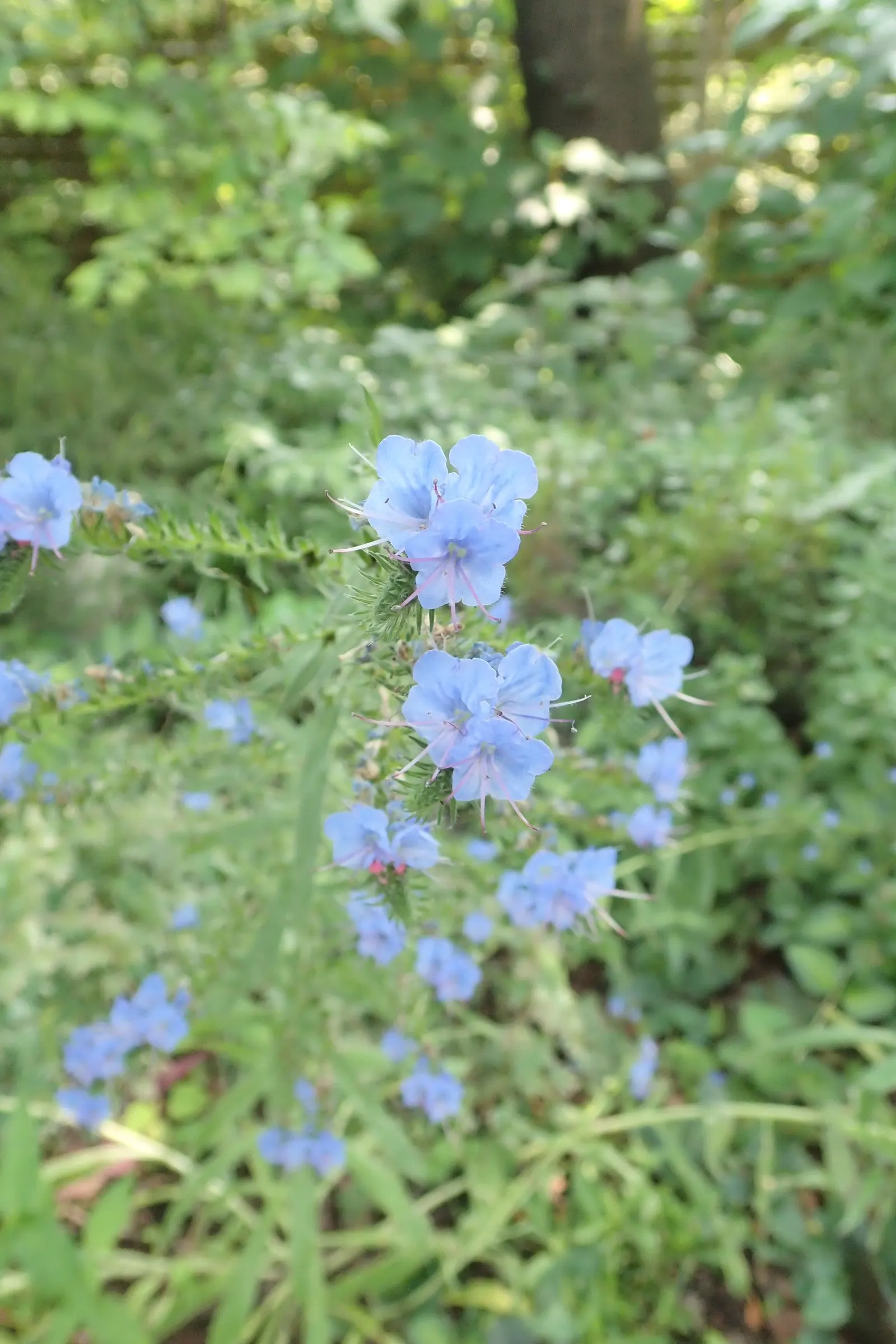 Blueweed (Echium Vulgare) — which bloom from late spring to early summer; blueweed serves well as a border plant, image 107