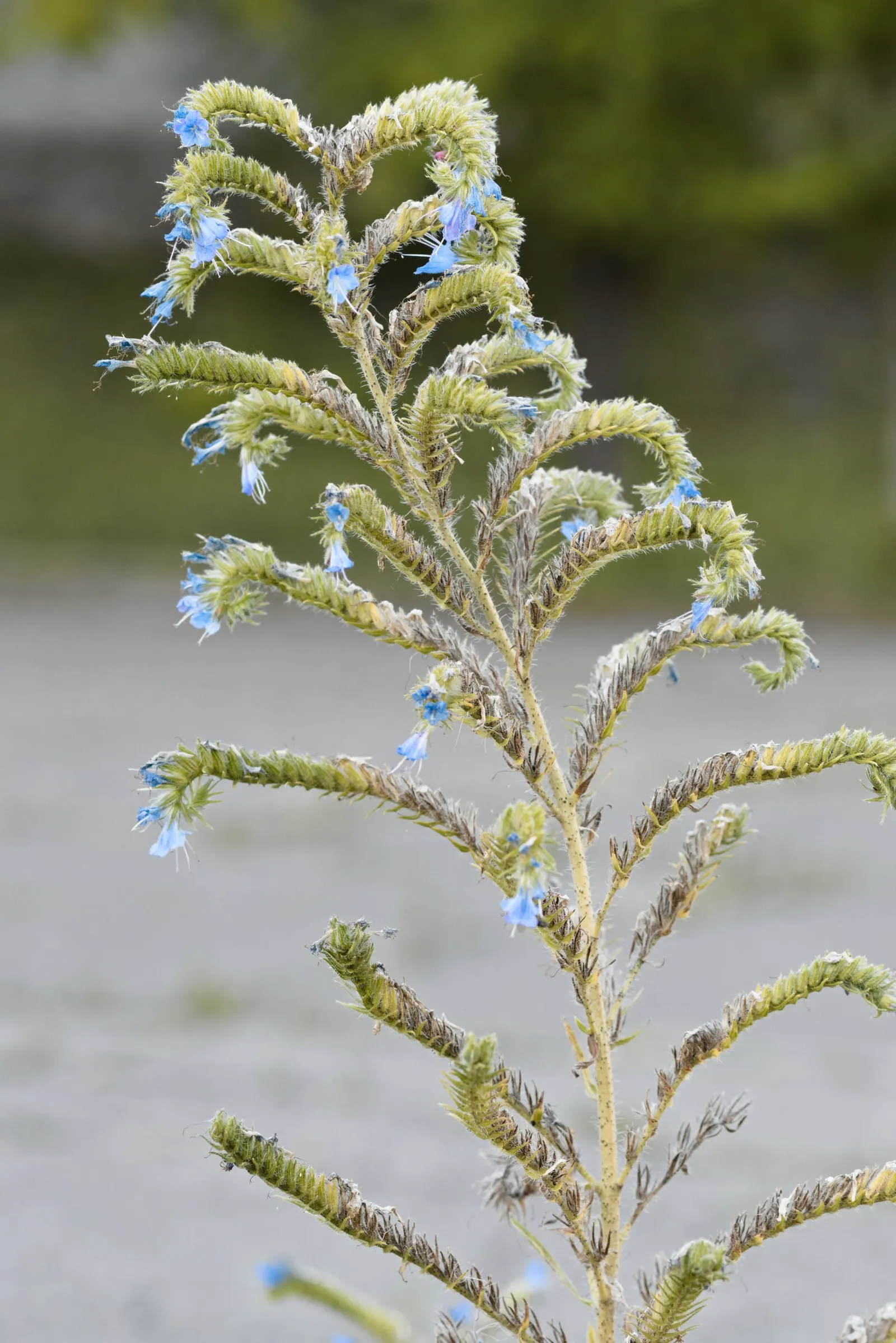 Blueweed (Echium Vulgare) — this plant can adapt to a variety of environments; from late spring to early summer, image 88