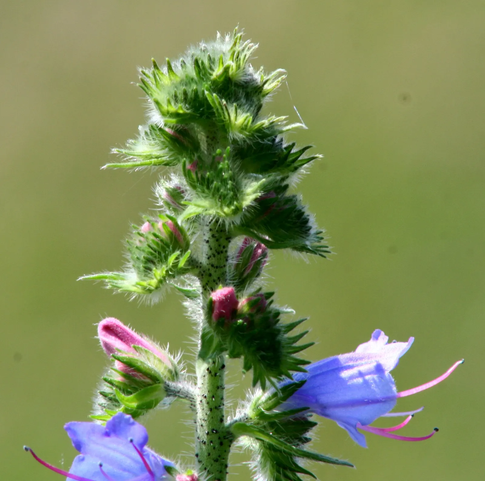 Blueweed (Echium Vulgare) — Echium vulgare, commonly known as Blueweed, is a biennial plant reaching heights of 1-3 feet; it's a magnet for, image 79
