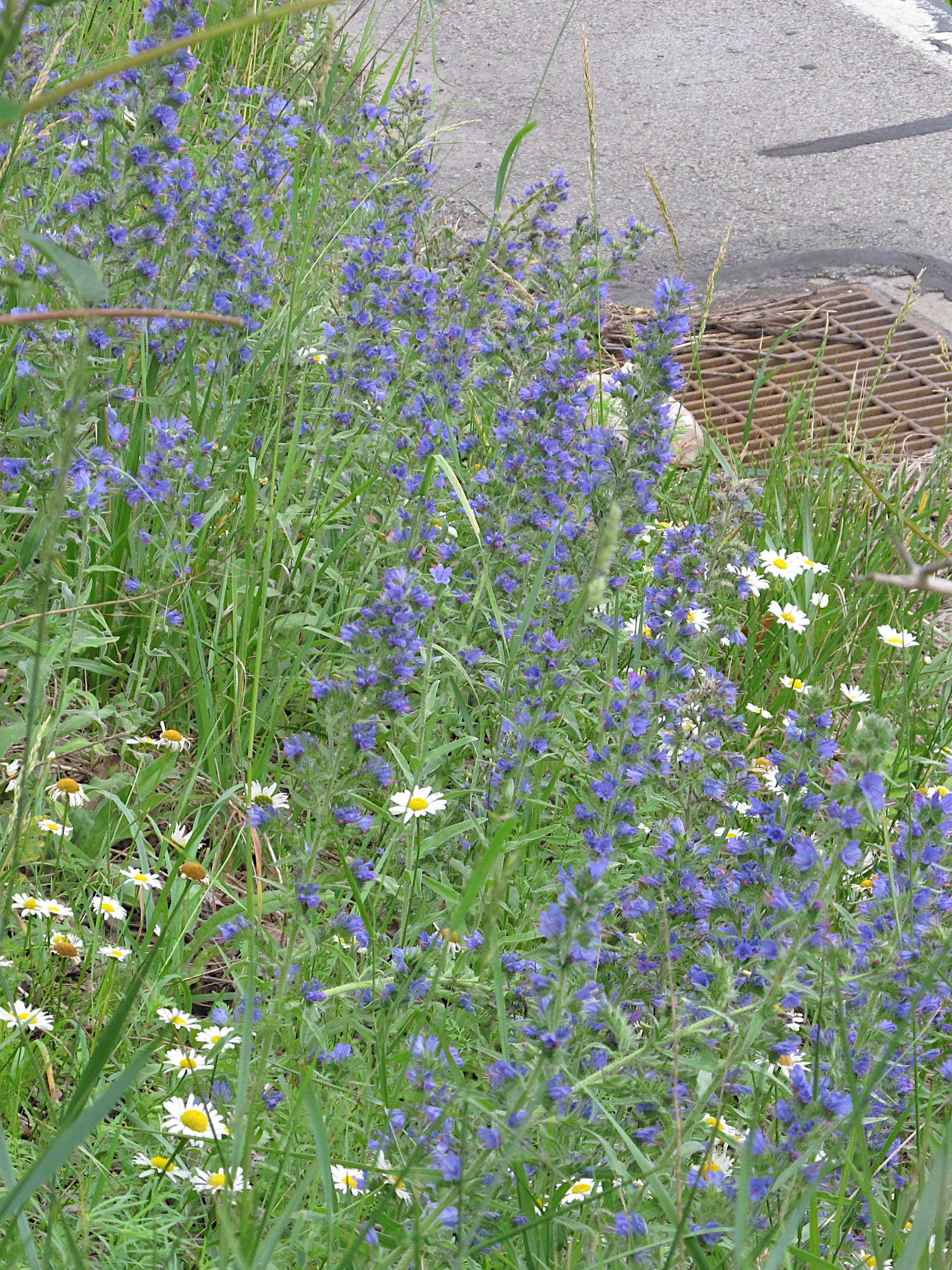 Blueweed (Echium Vulgare) — It can also be utilized in wildflower meadows or naturalized areas; handle with care, as the hairs can be irritating to, image 98