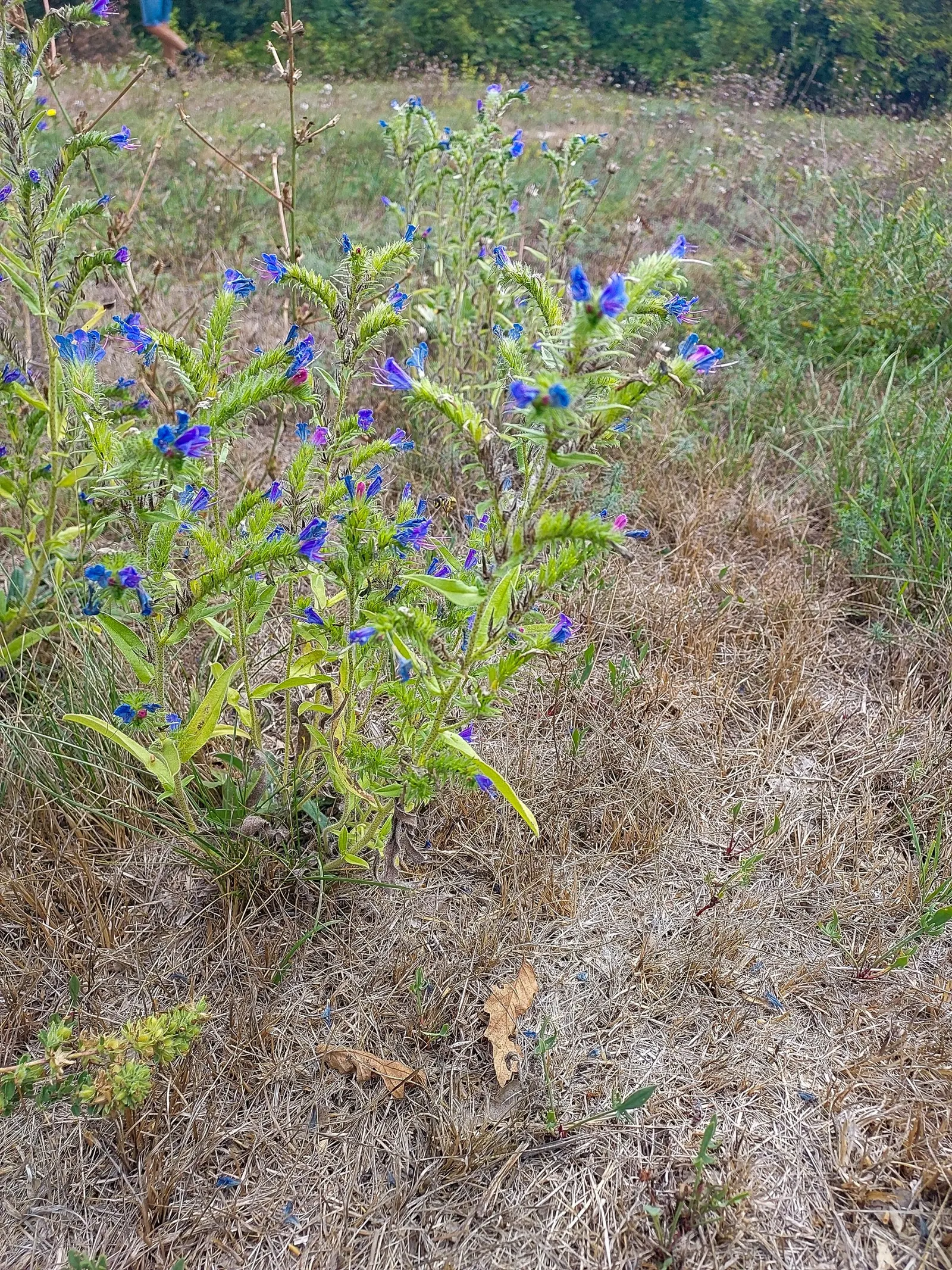 Blueweed (Echium Vulgare) — From late spring to early summer