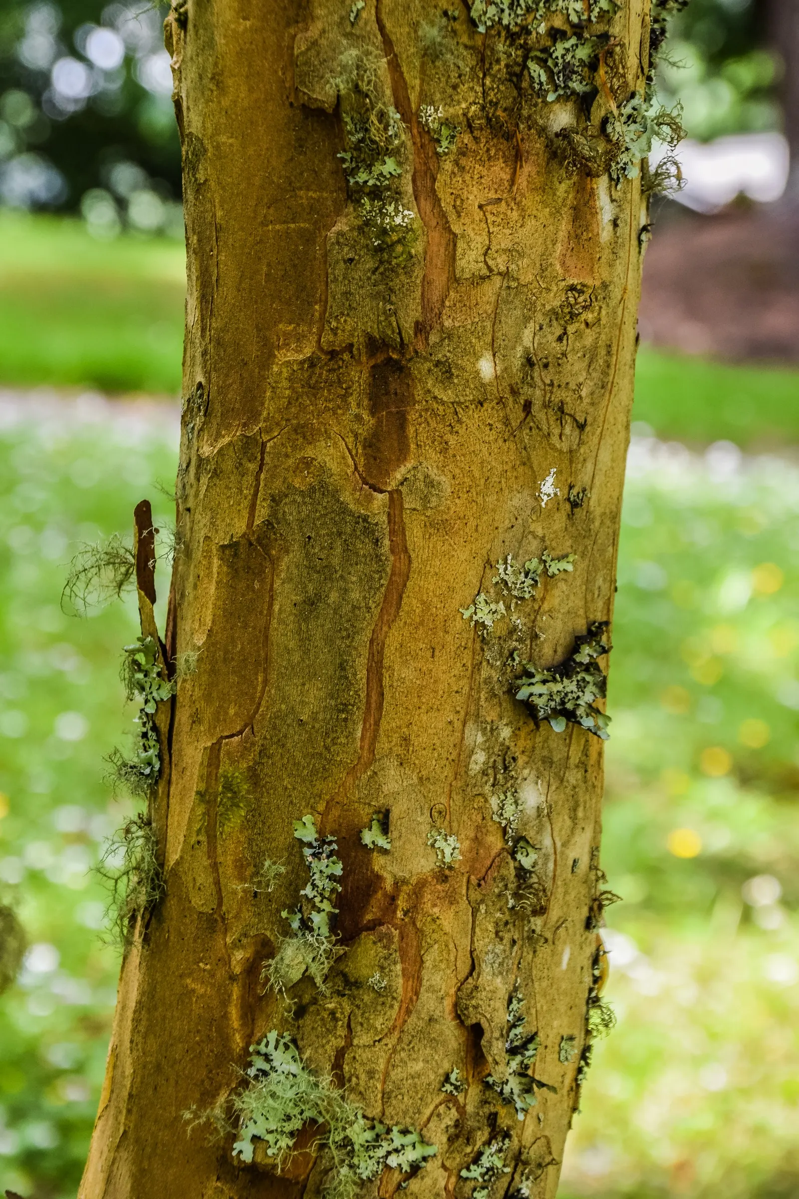 Kanooka Box, Water Gum (Tristaniopsis Laurina) — commonly referred to as the Kanooka Box or Water Gum