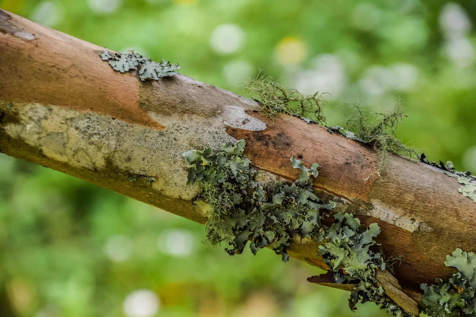 Kanooka Box, Water Gum (Tristaniopsis Laurina) — and its moderate growth rate makes it suitable for urban settings