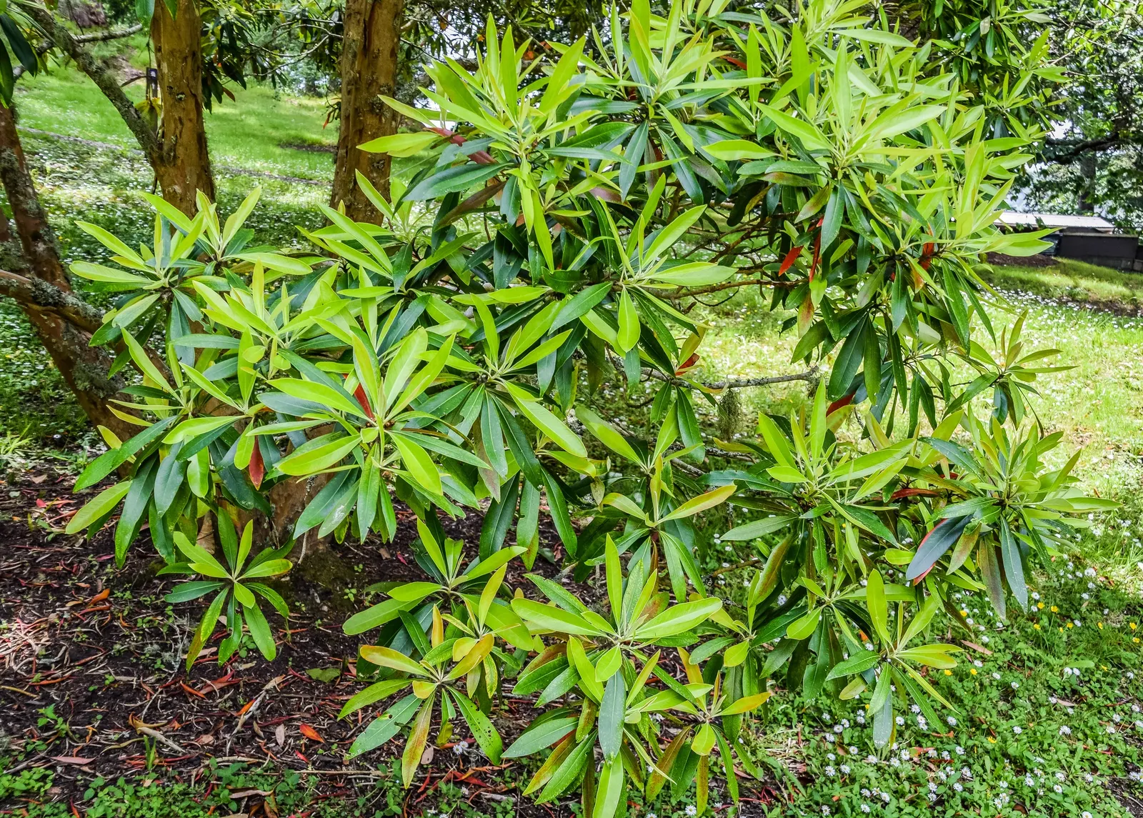 Kanooka Box, Water Gum (Tristaniopsis Laurina) — Growing to heights of 35-50 feet with a canopy spread of 15-30 feet
