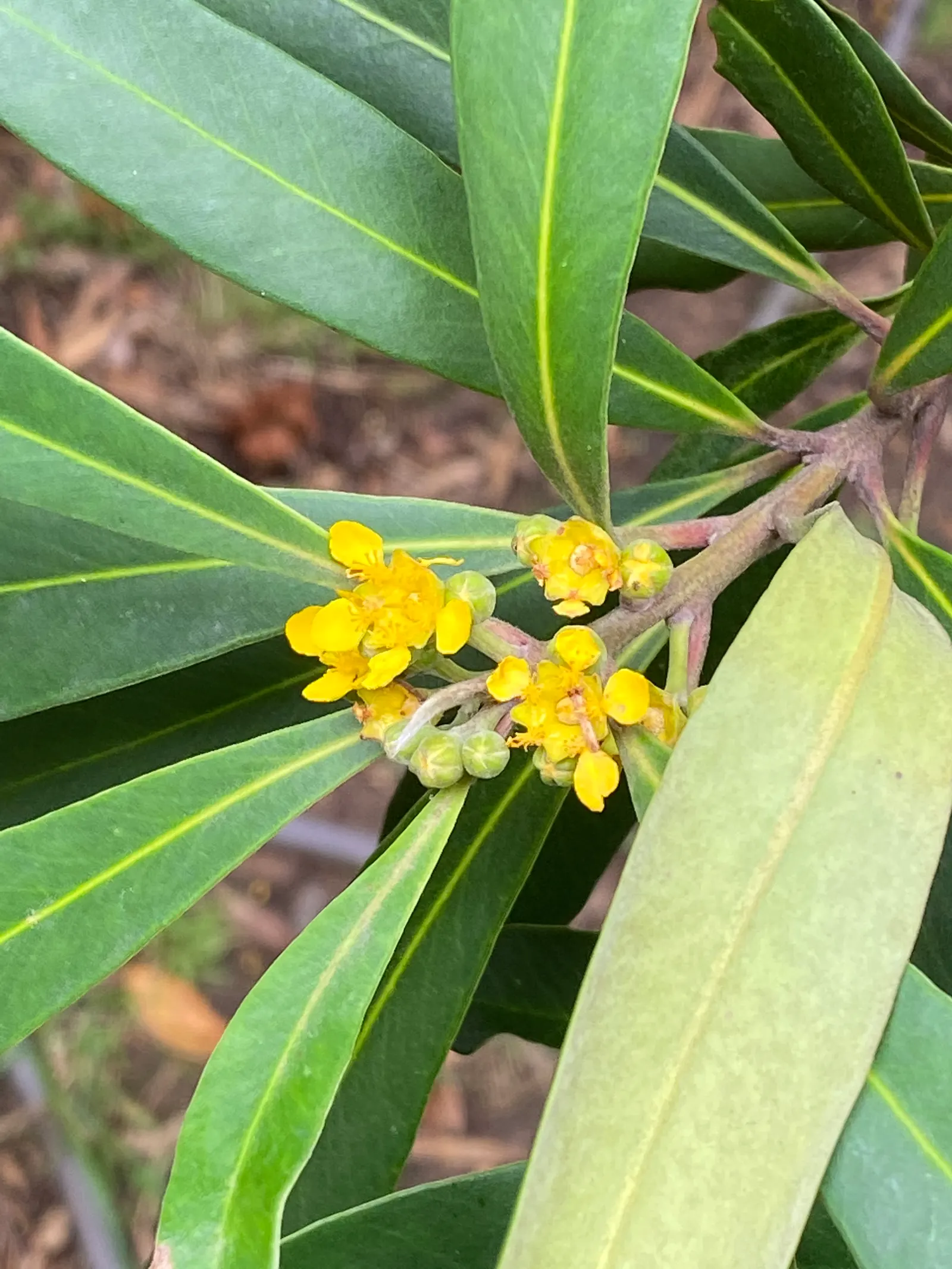 Kanooka Box, Water Gum (Tristaniopsis Laurina) — is an appealing and versatile evergreen tree that is indigenous to Australia