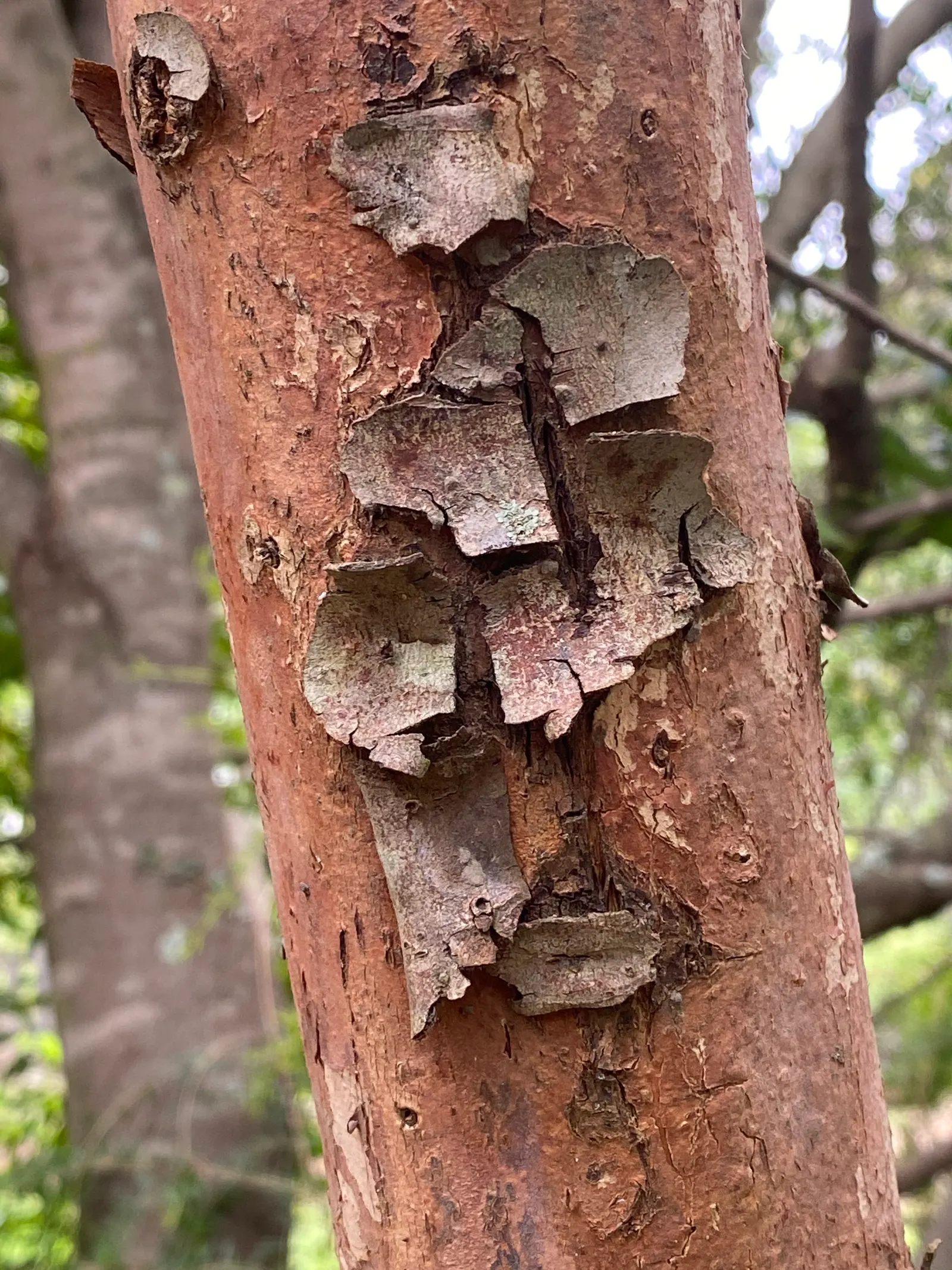 Kanooka Box, Water Gum (Tristaniopsis Laurina) — evergreen tree native to Australia