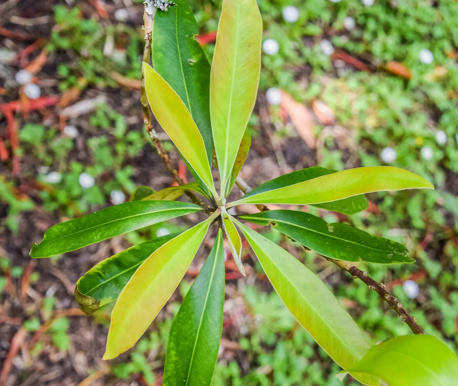 Kanooka Box, Water Gum (Tristaniopsis Laurina) — its glossy leaves and yellow flowers add year-round interest