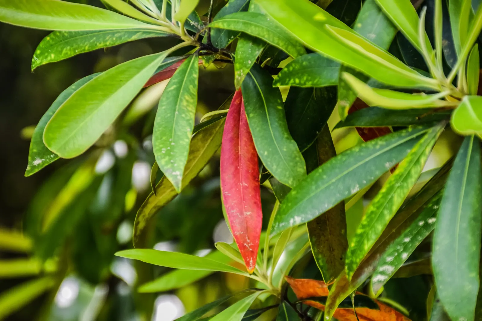 Kanooka Box, Water Gum (Tristaniopsis Laurina) — thriving in USDA zones 9-11
