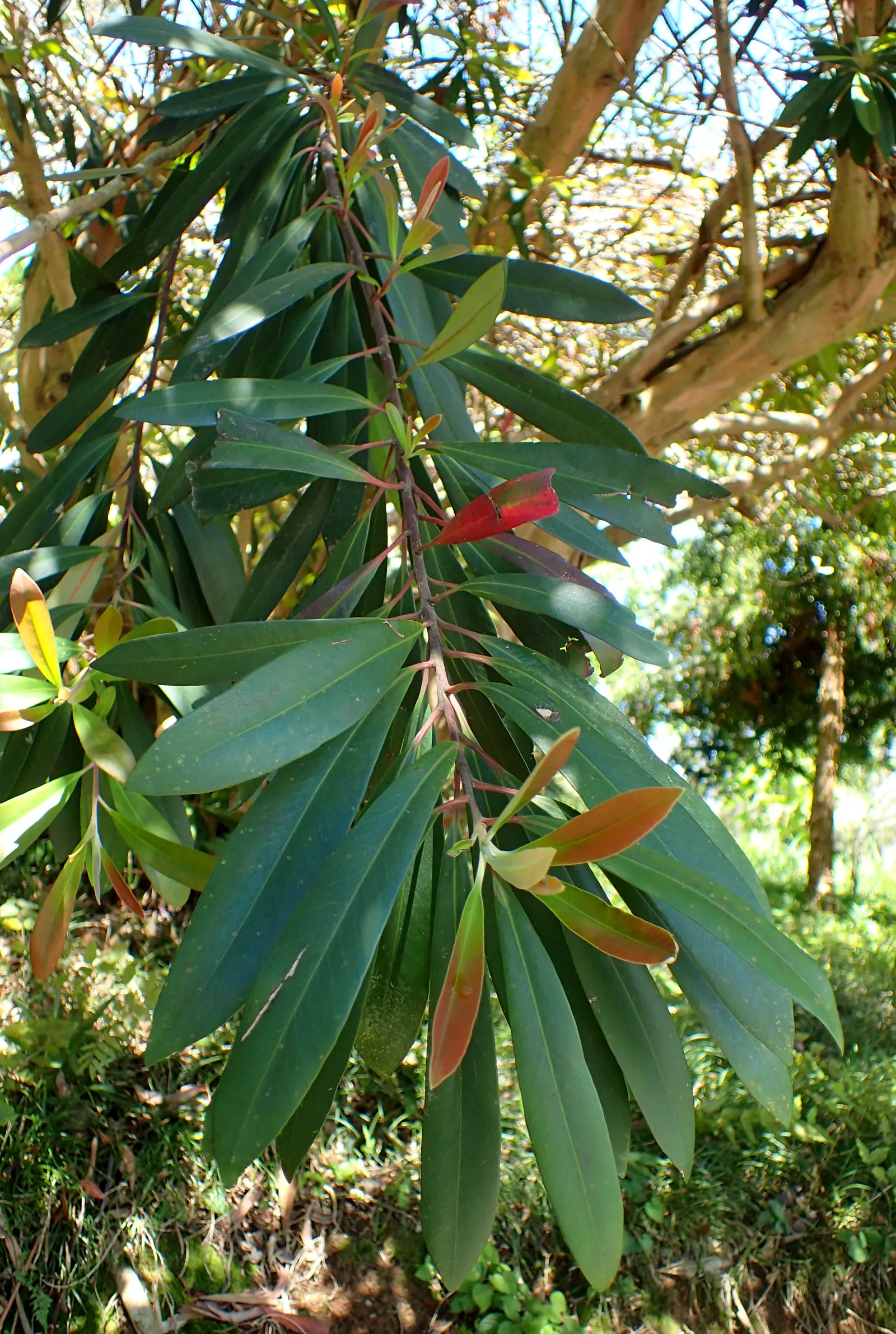 Kanooka Box, Water Gum (Tristaniopsis Laurina) — It thrives in USDA hardiness zones 9 to 11 and is celebrated for its lustrous