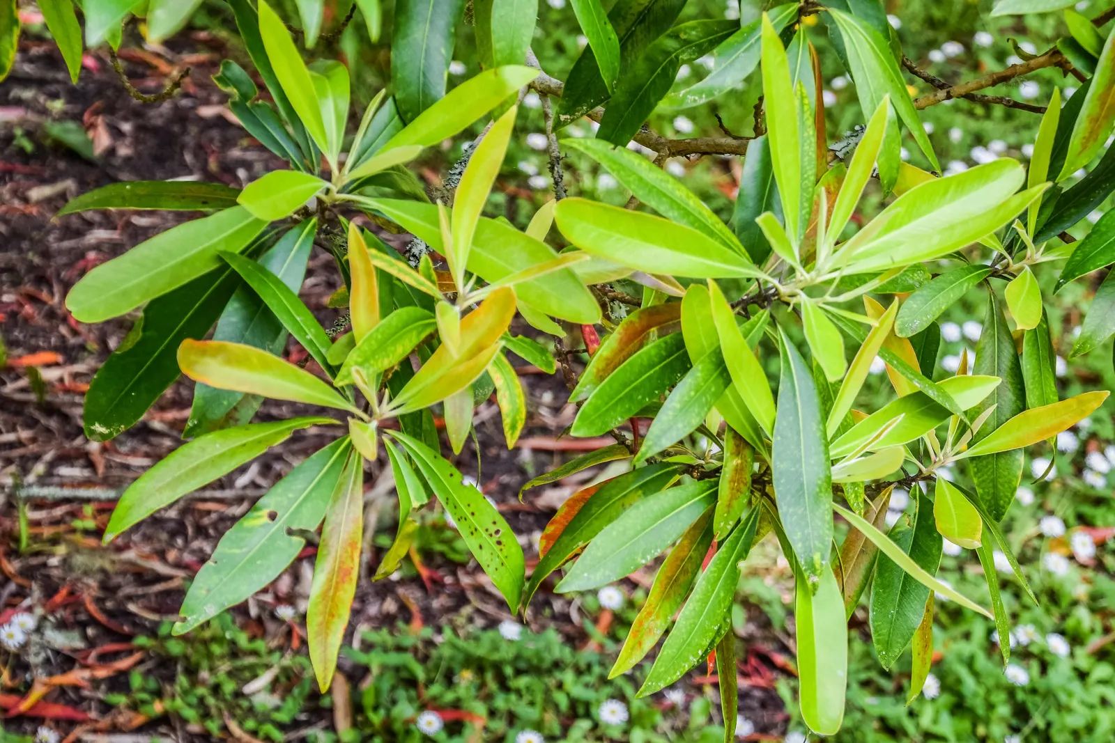 Kanooka Box, Water Gum (Tristaniopsis Laurina) — Preferring full sun to part shade