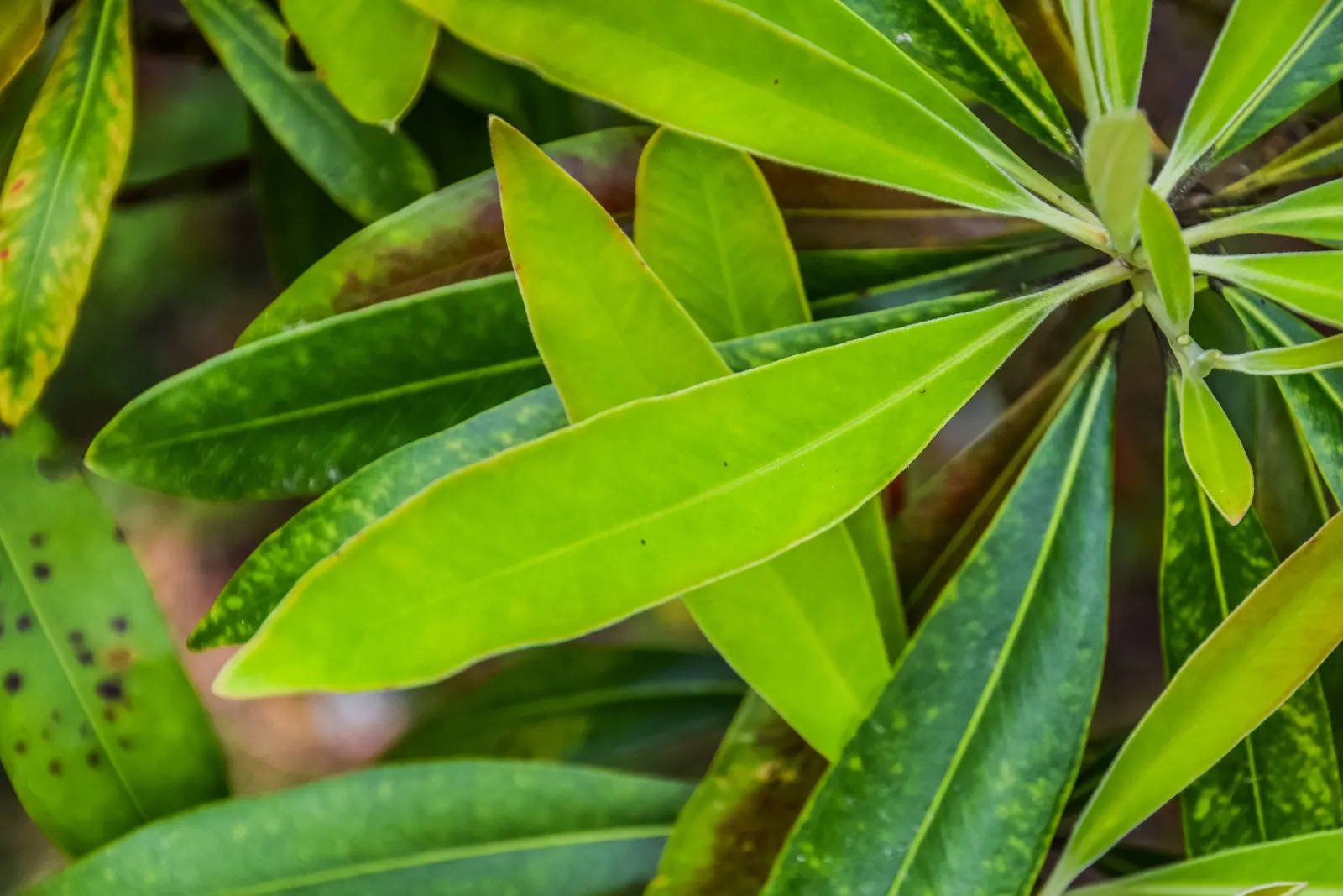 Kanooka Box, Water Gum (Tristaniopsis Laurina) — commonly known as Water Gum or Kanooka Box