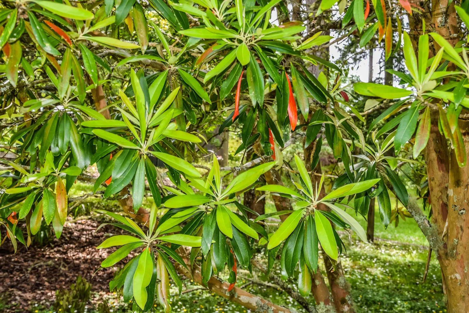 Kanooka Box, Water Gum (Tristaniopsis Laurina) — it adapts well to various soil types