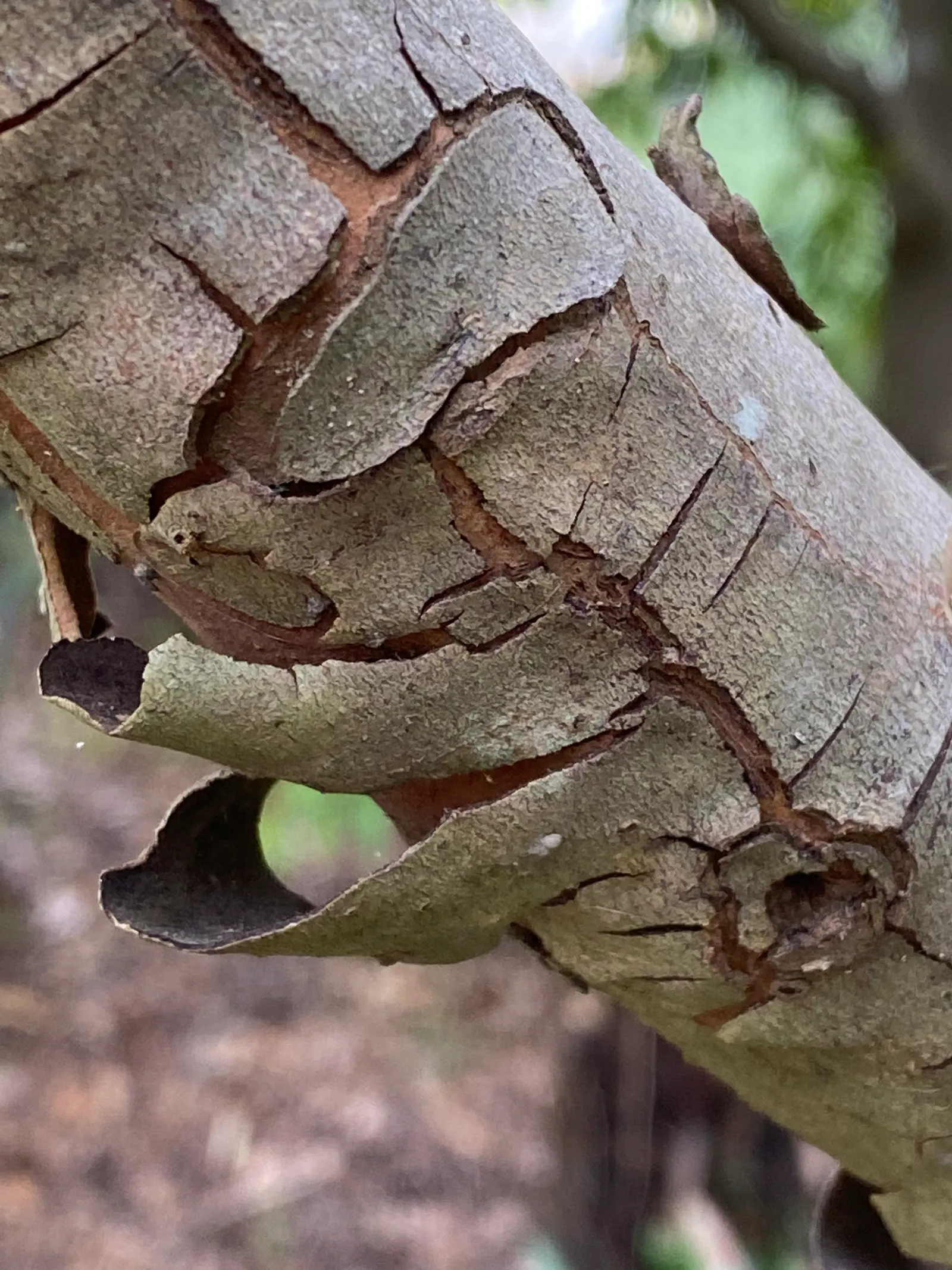 Kanooka Box, Water Gum (Tristaniopsis Laurina) — The leaves are deep green with a leathery texture