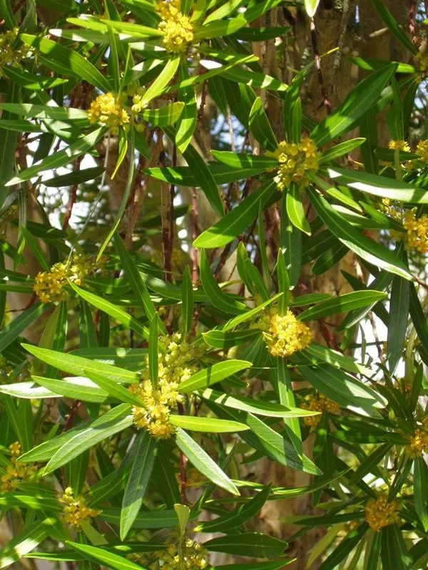 Kanooka Box, Water Gum (Tristaniopsis Laurina) — exuding a charm that accentuates a multitude of landscape designs