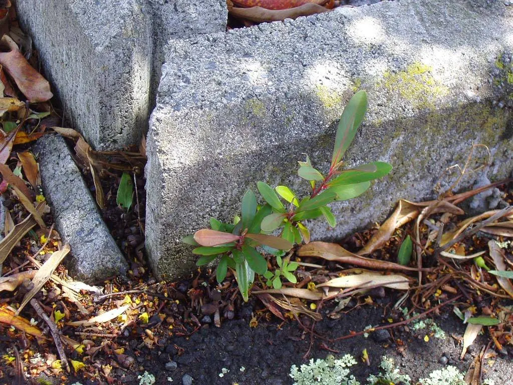 Kanooka Box, Water Gum (Tristaniopsis Laurina) — lance-shaped leaves that resemble those of the laurel