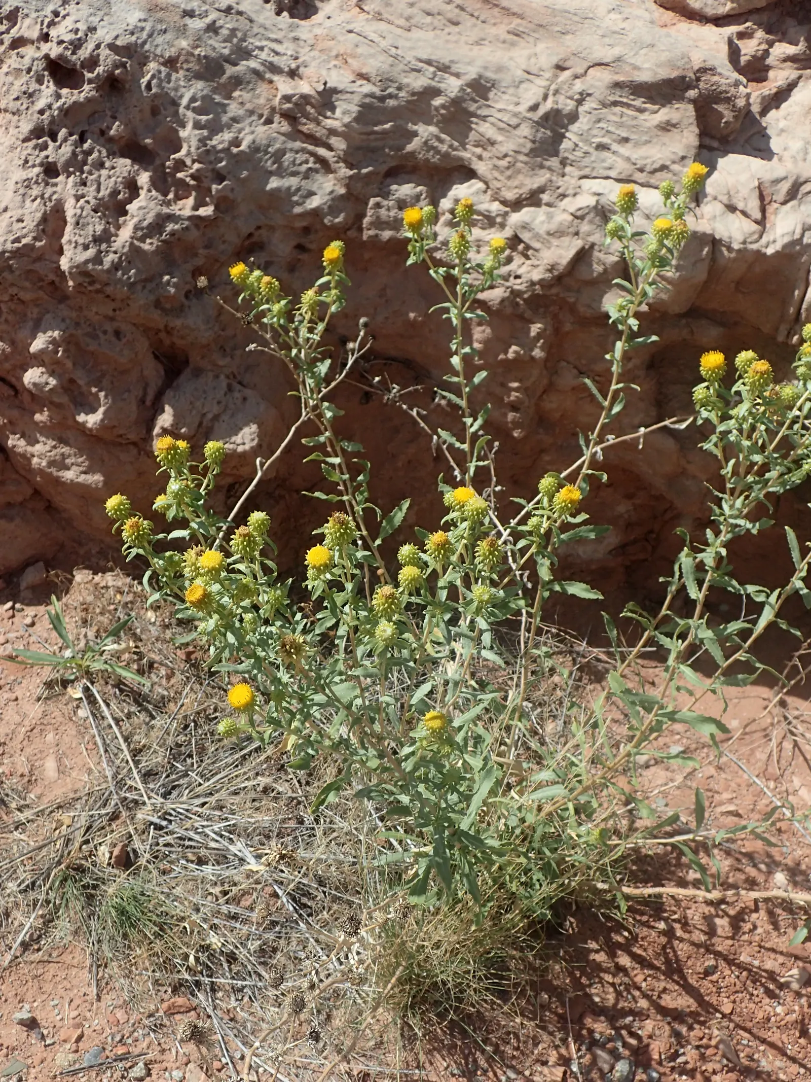 Hairy Gumweed (Grindelia Hirsutula) — supporting a profusion of bright yellow