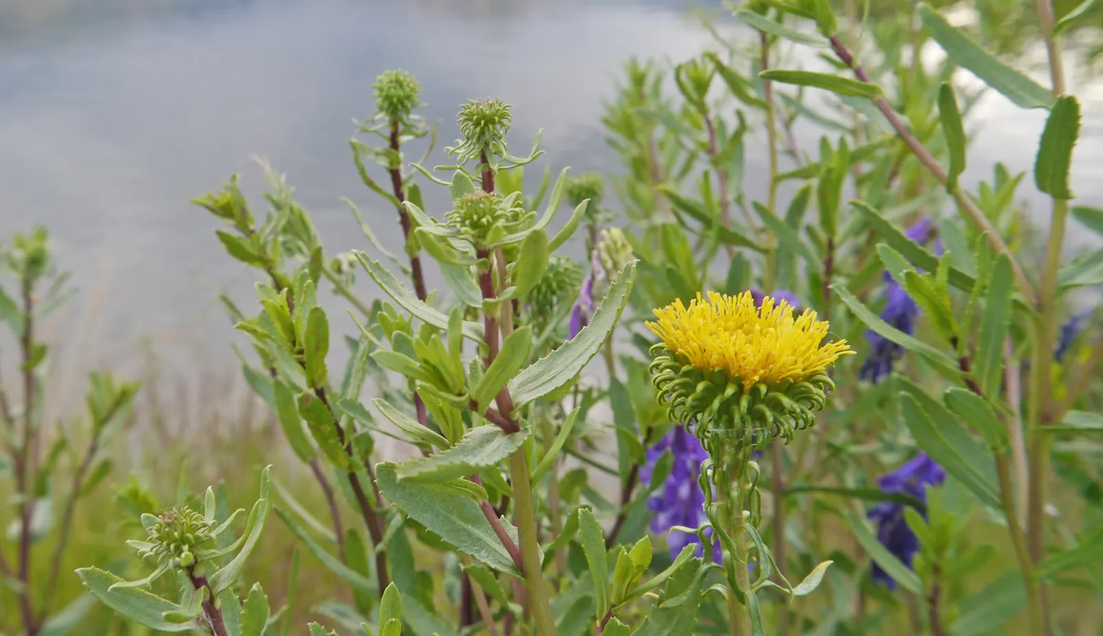 Hairy Gumweed (Grindelia Hirsutula) — It boasts yellow daisy-like flowers