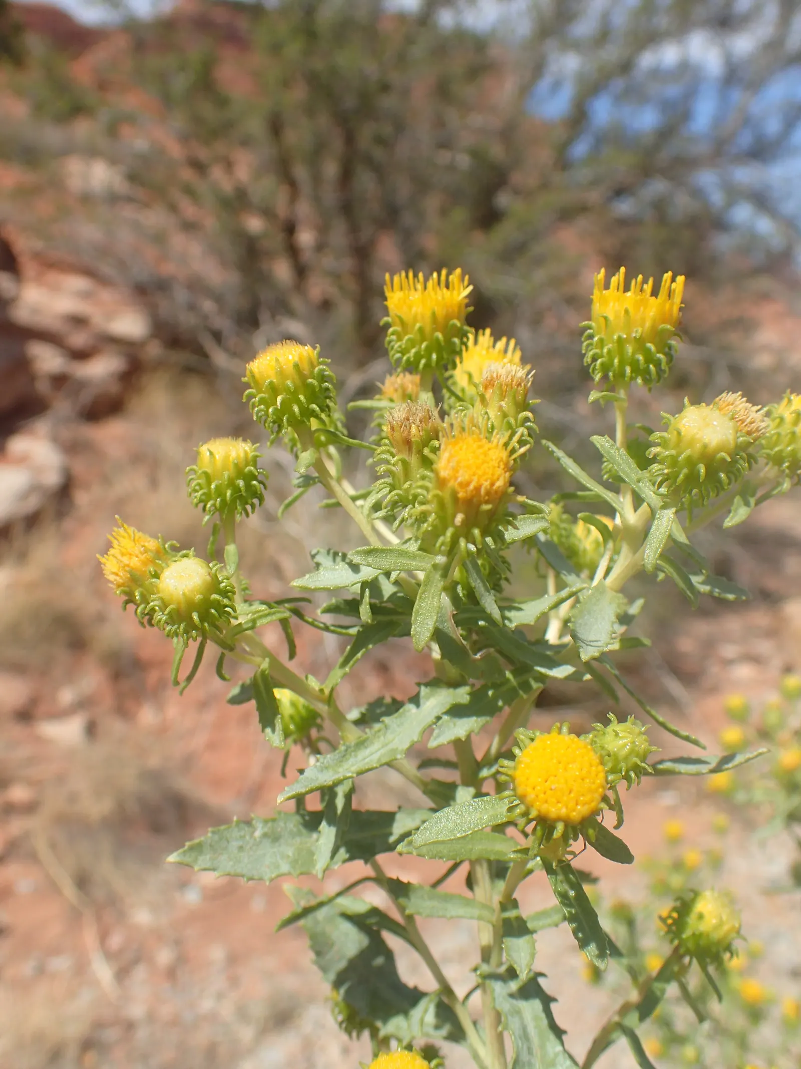 Hairy Gumweed (Grindelia Hirsutula) — adapting well to dry conditions once established