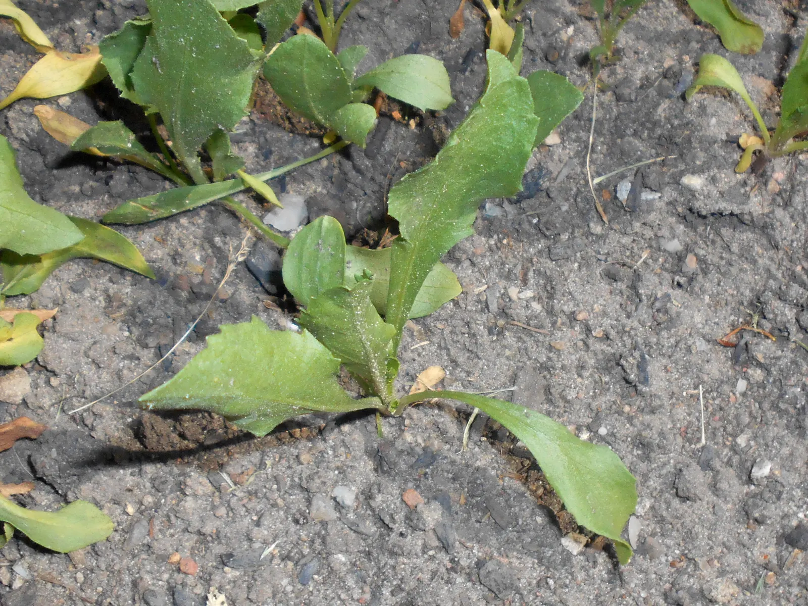 Hairy Gumweed (Grindelia Hirsutula) — such as bees and butterflies