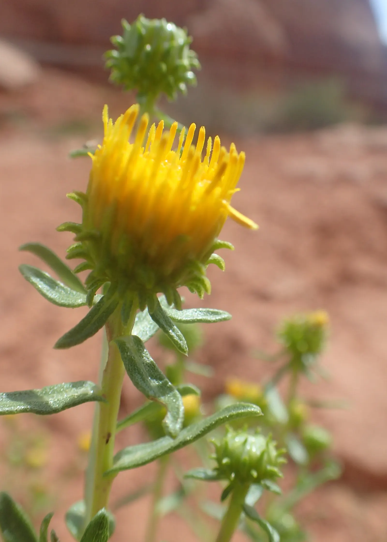 Hairy Gumweed (Grindelia Hirsutula) — which bloom late spring through summer