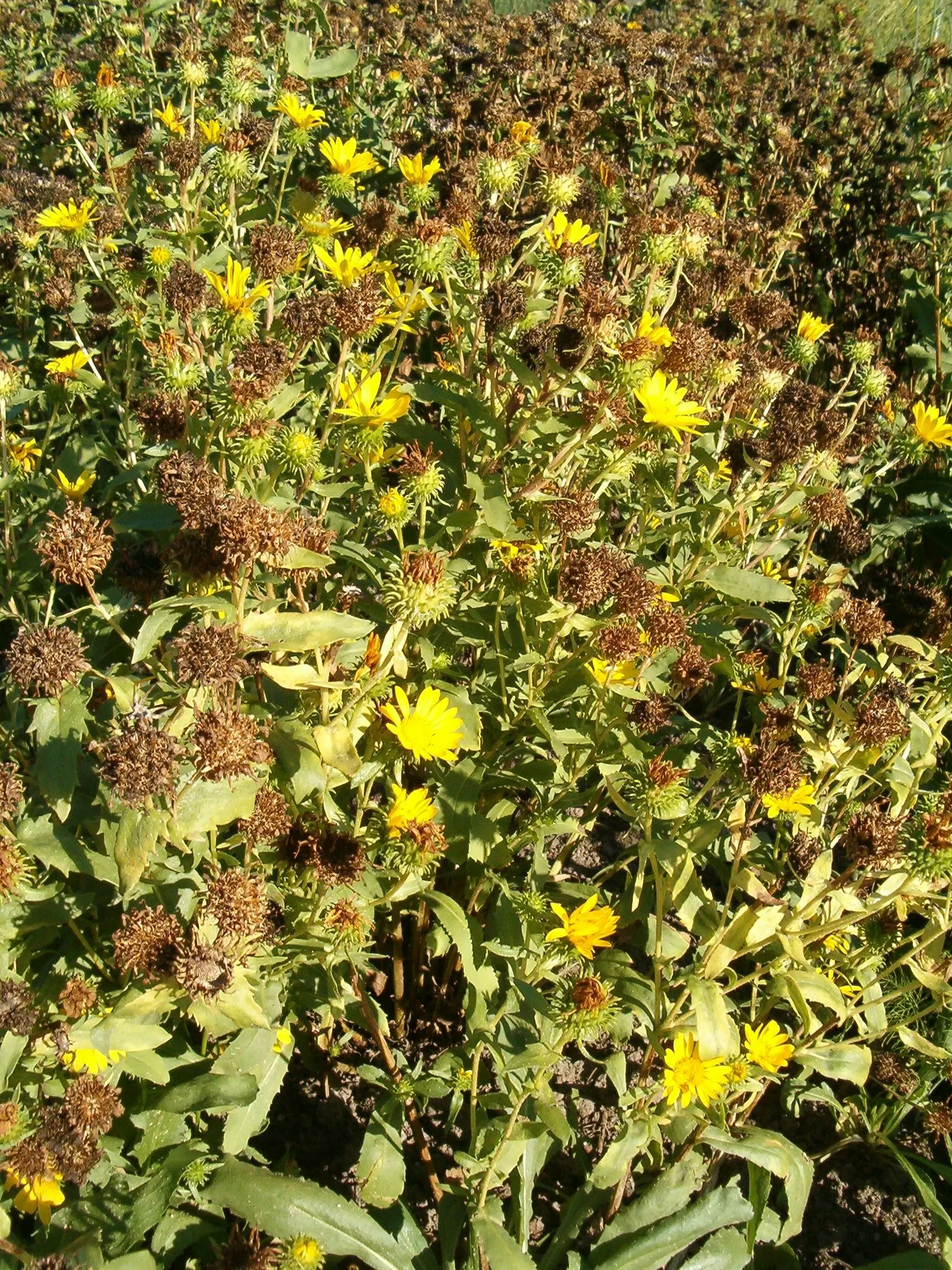 Hairy Gumweed (Grindelia Hirsutula) — These leaves can grow up to 4 inches long and add a rugged texture to the foliage.<br><br>For optimal growth