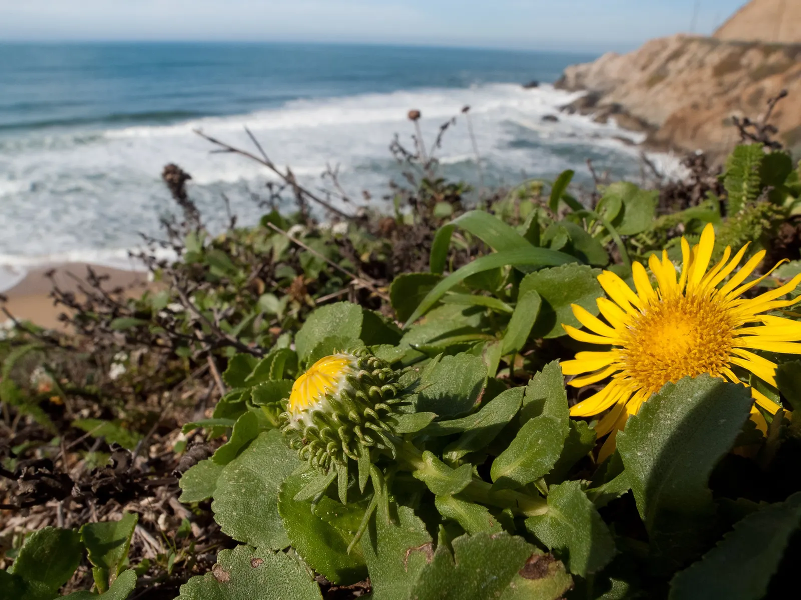 Hairy Gumweed (Grindelia Hirsutula) — it flourishes in USDA hardiness zones 6 through 10