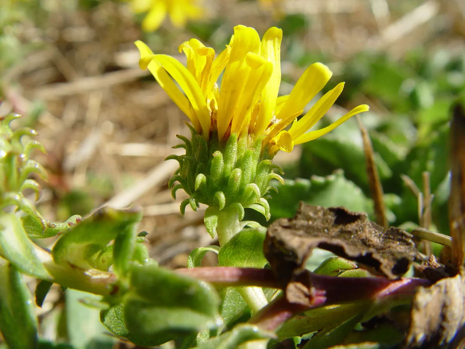 Hairy Gumweed (Grindelia Hirsutula) — Preferring full sun and well-drained soils, it's drought-tolerant and excellent for xeriscapes