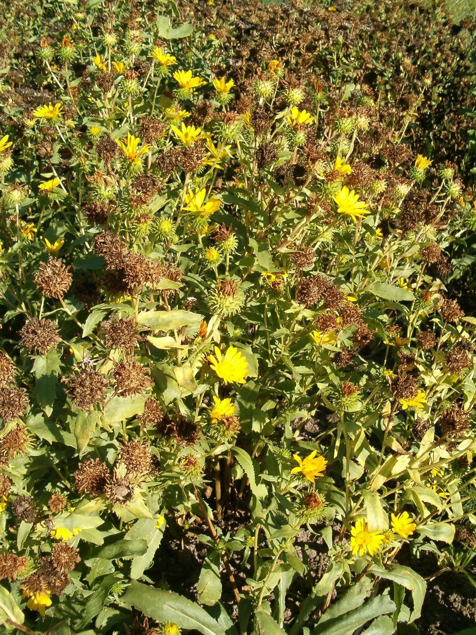 Hairy Gumweed (Grindelia Hirsutula) — being arrow-shaped with a distinctive