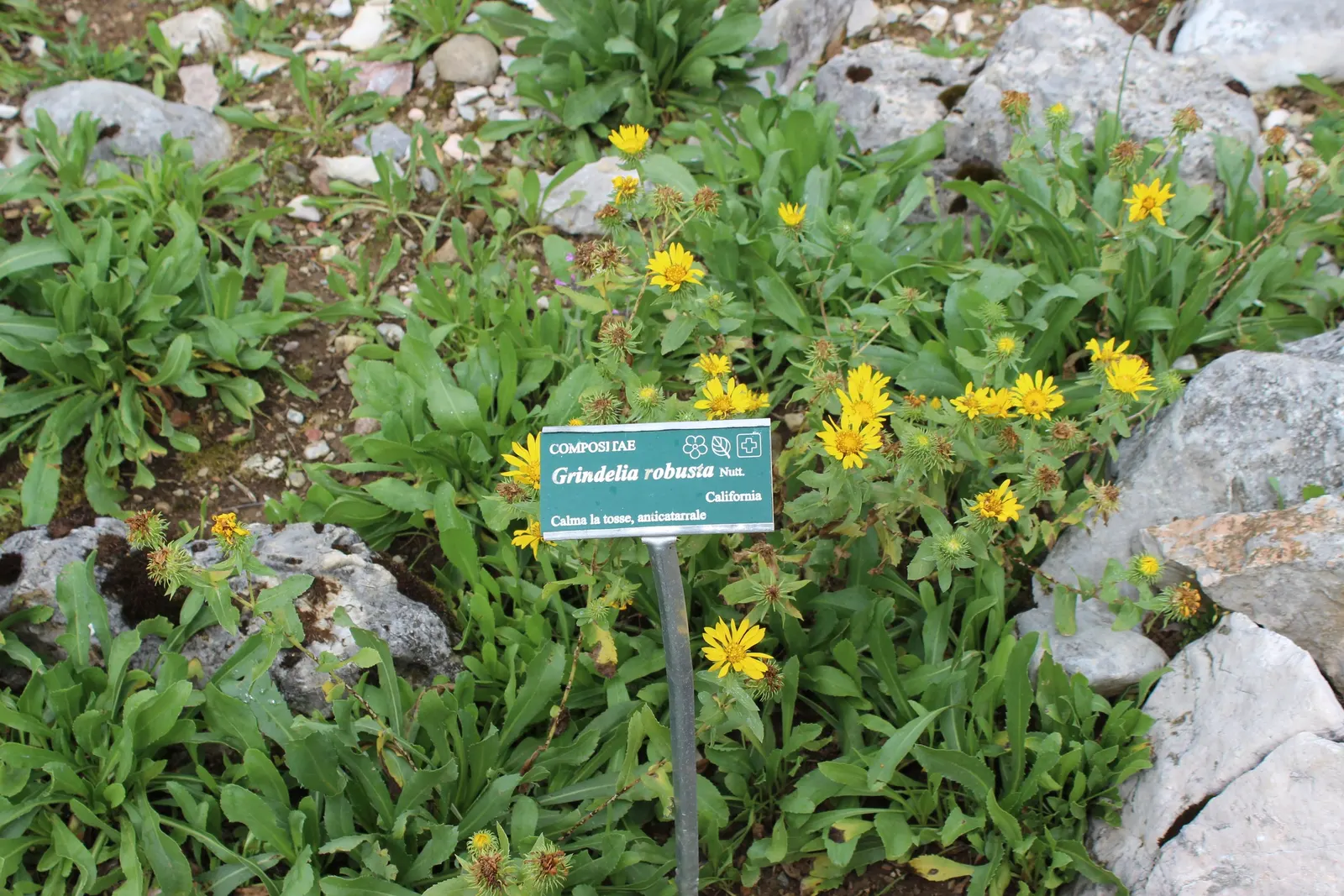 Hairy Gumweed (Grindelia Hirsutula) — Originating from the western United States