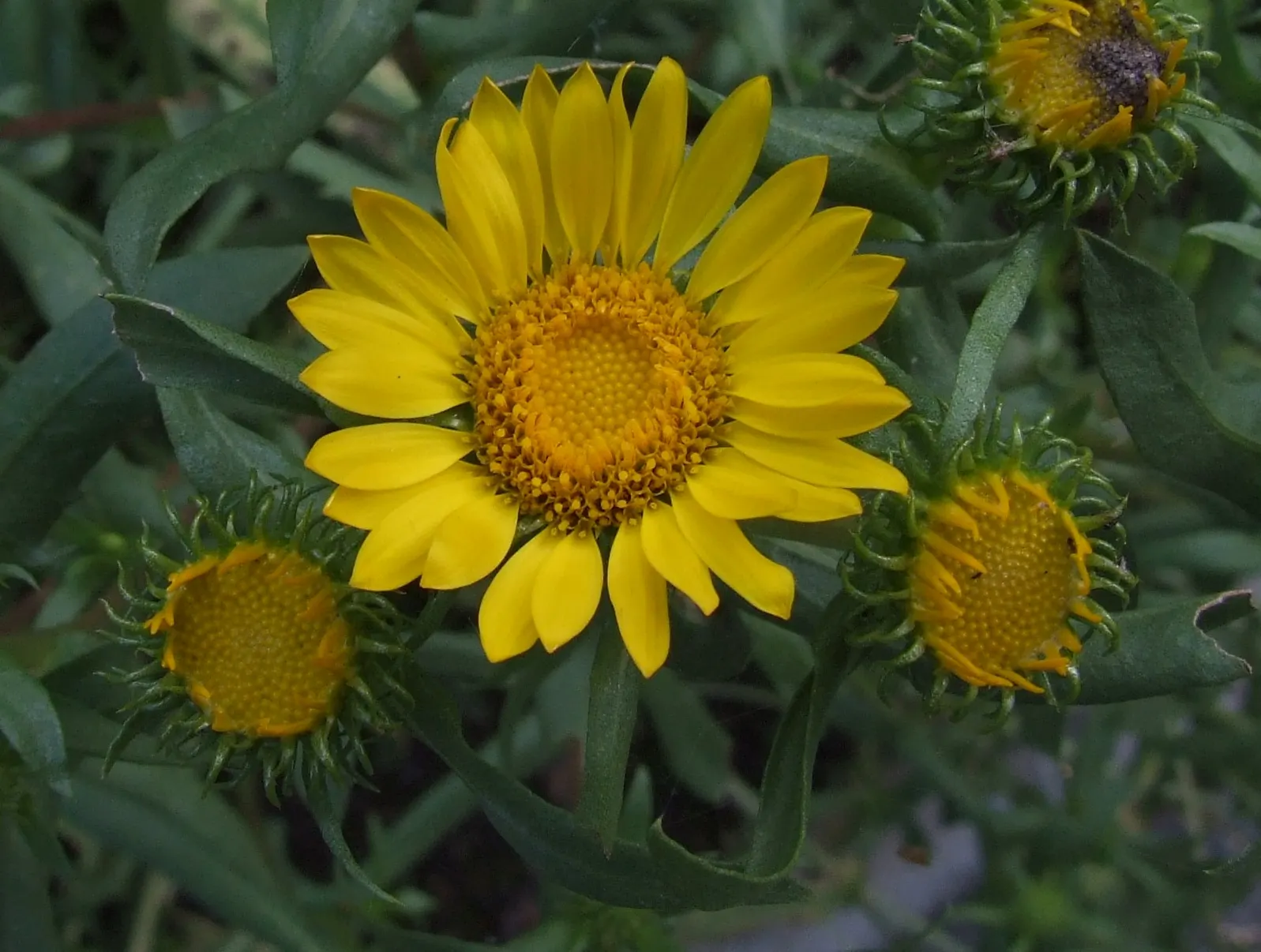 Hairy Gumweed (Grindelia Hirsutula) — reaching heights of 1-2 feet and spreading up to 18 inches wide