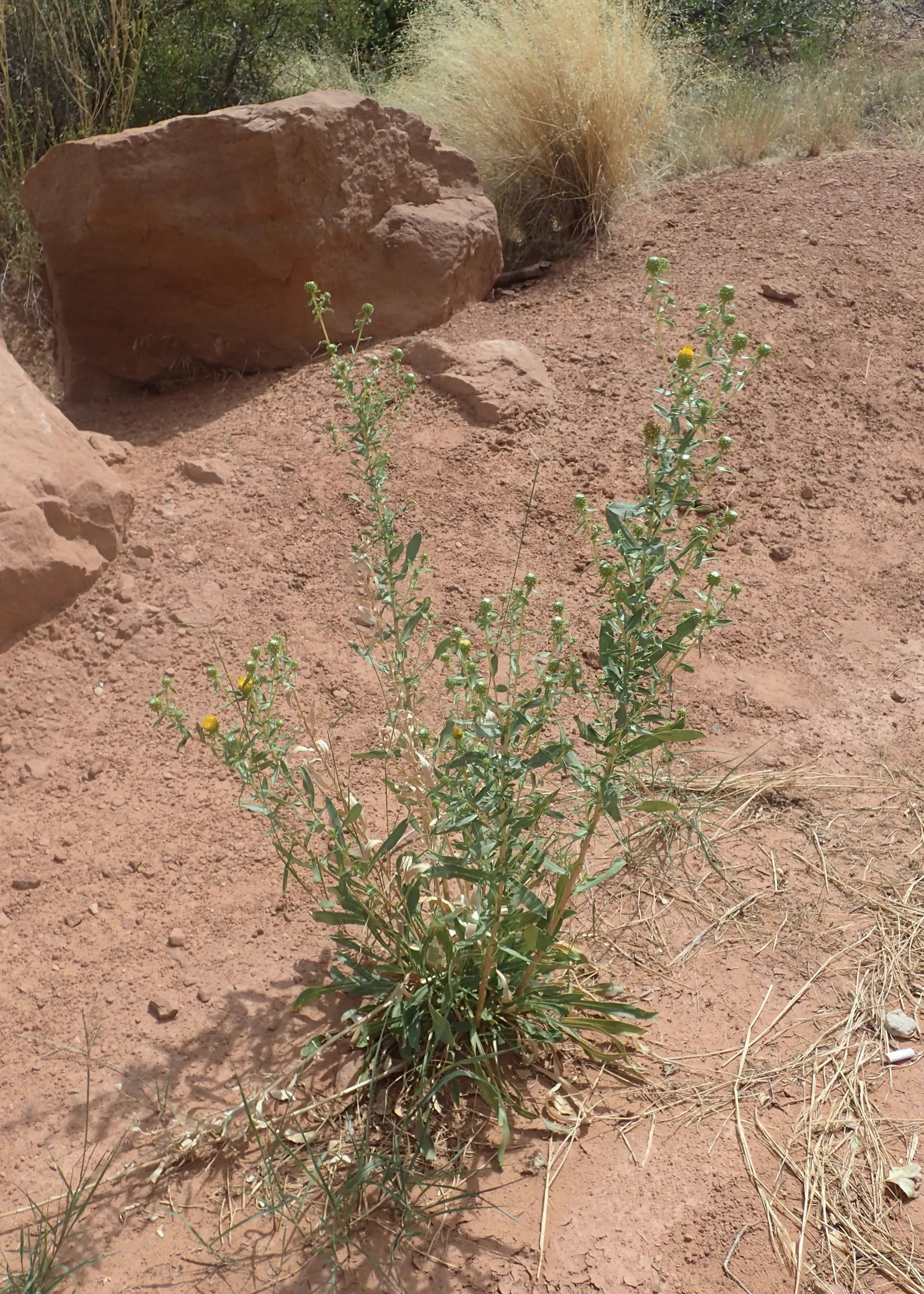 Hairy Gumweed (Grindelia Hirsutula) — combined with its natural resistance to pests and diseases