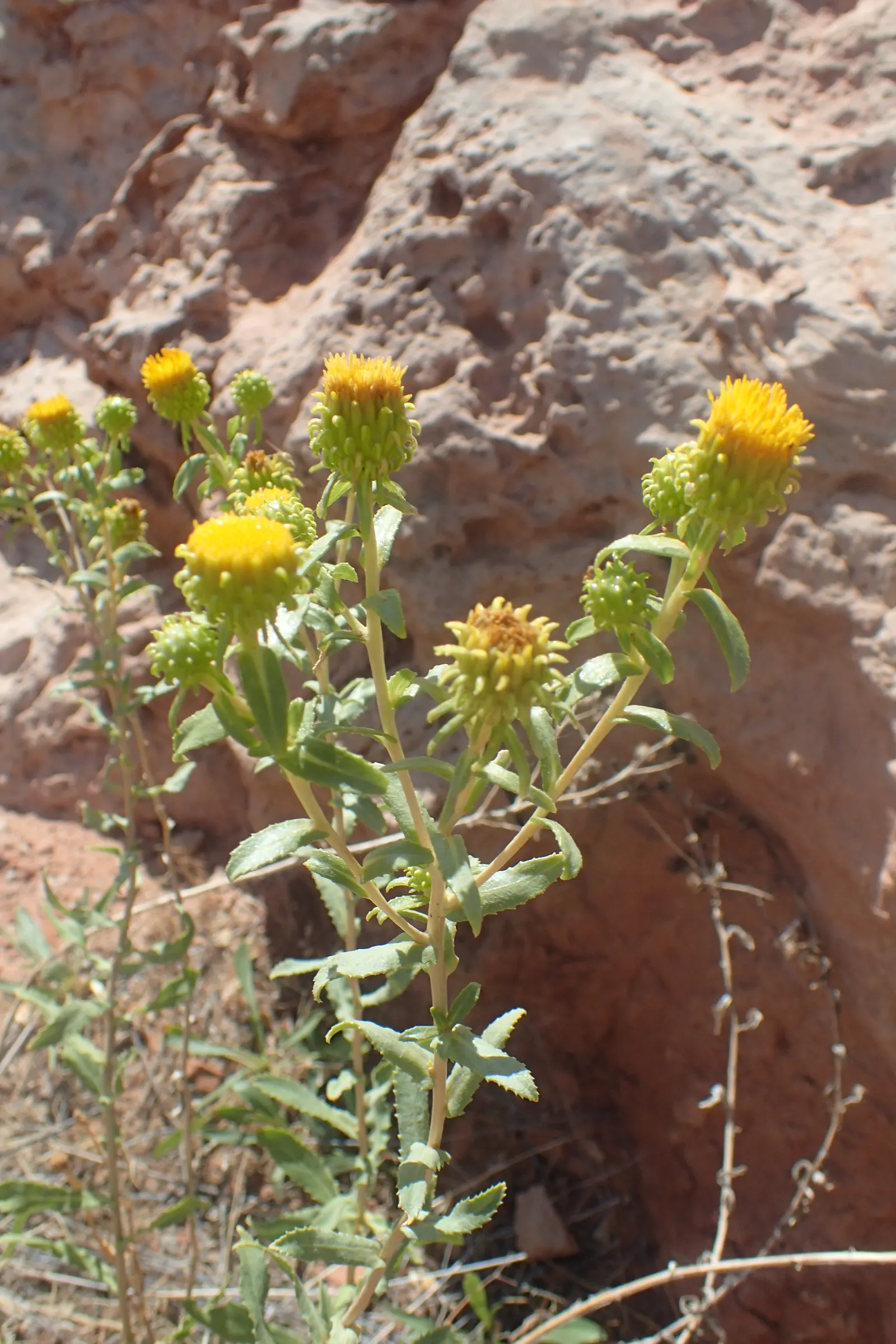 Hairy Gumweed (Grindelia Hirsutula) — and covered with small hairs that give the plant its common name