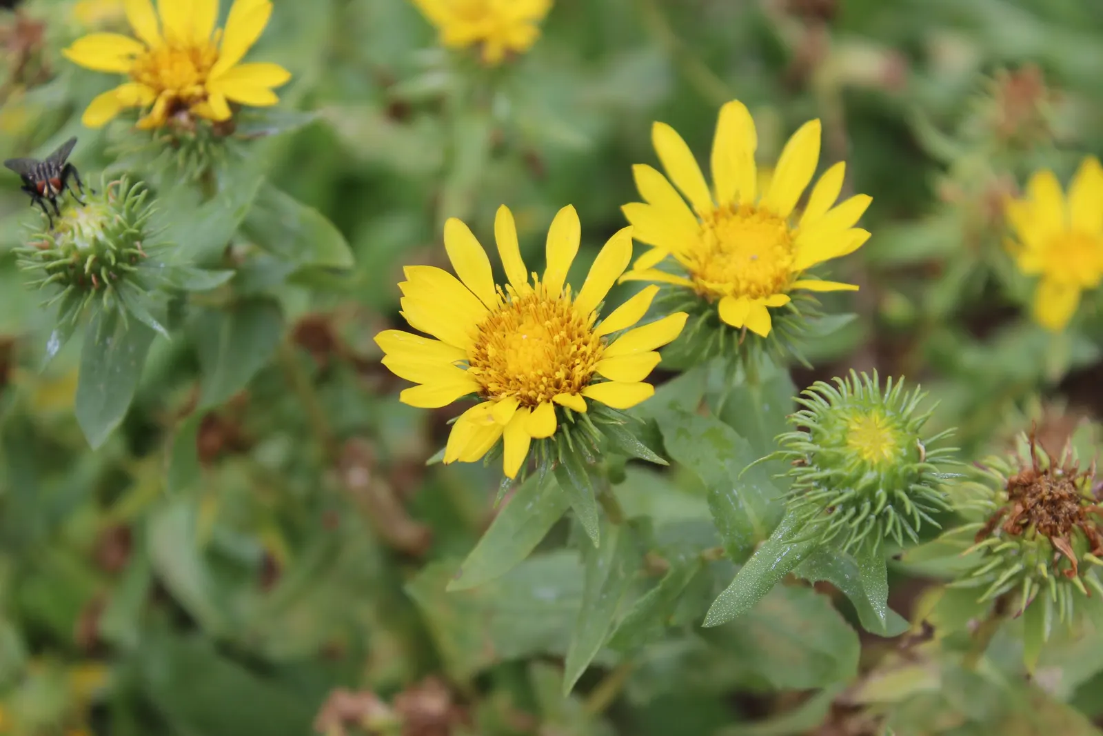 Hairy Gumweed (Grindelia Hirsutula) — daisy-like flowers which bloom from late spring into early fall