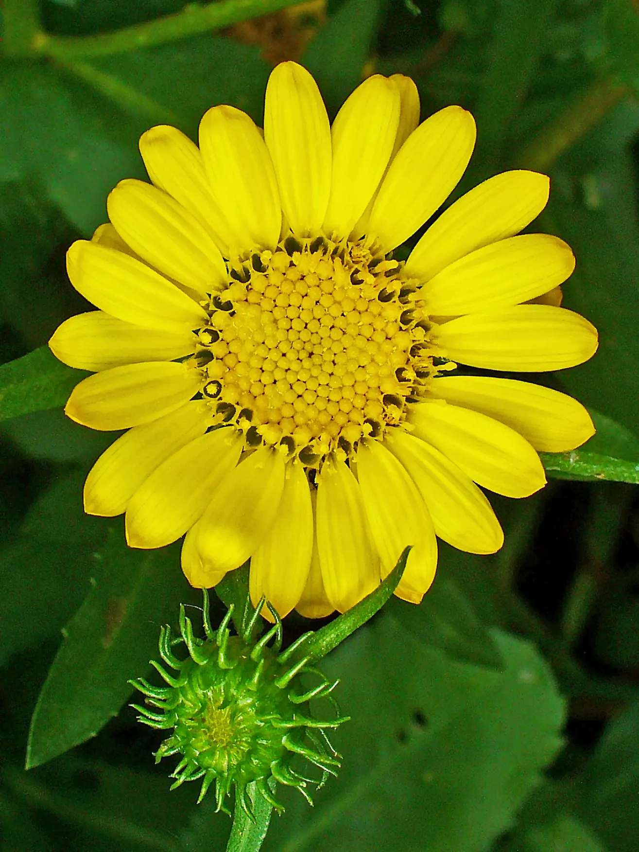Hairy Gumweed (Grindelia Hirsutula) — measuring 2 to 3 inches across