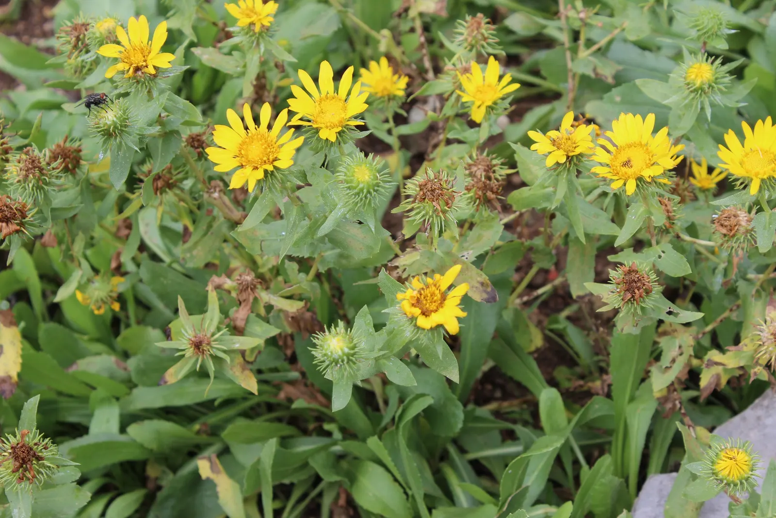 Hairy Gumweed (Grindelia Hirsutula) — Hairy Gumweed (Grindelia hirsutula) is an herbaceous perennial, flourishing in USDA Zones 4-8