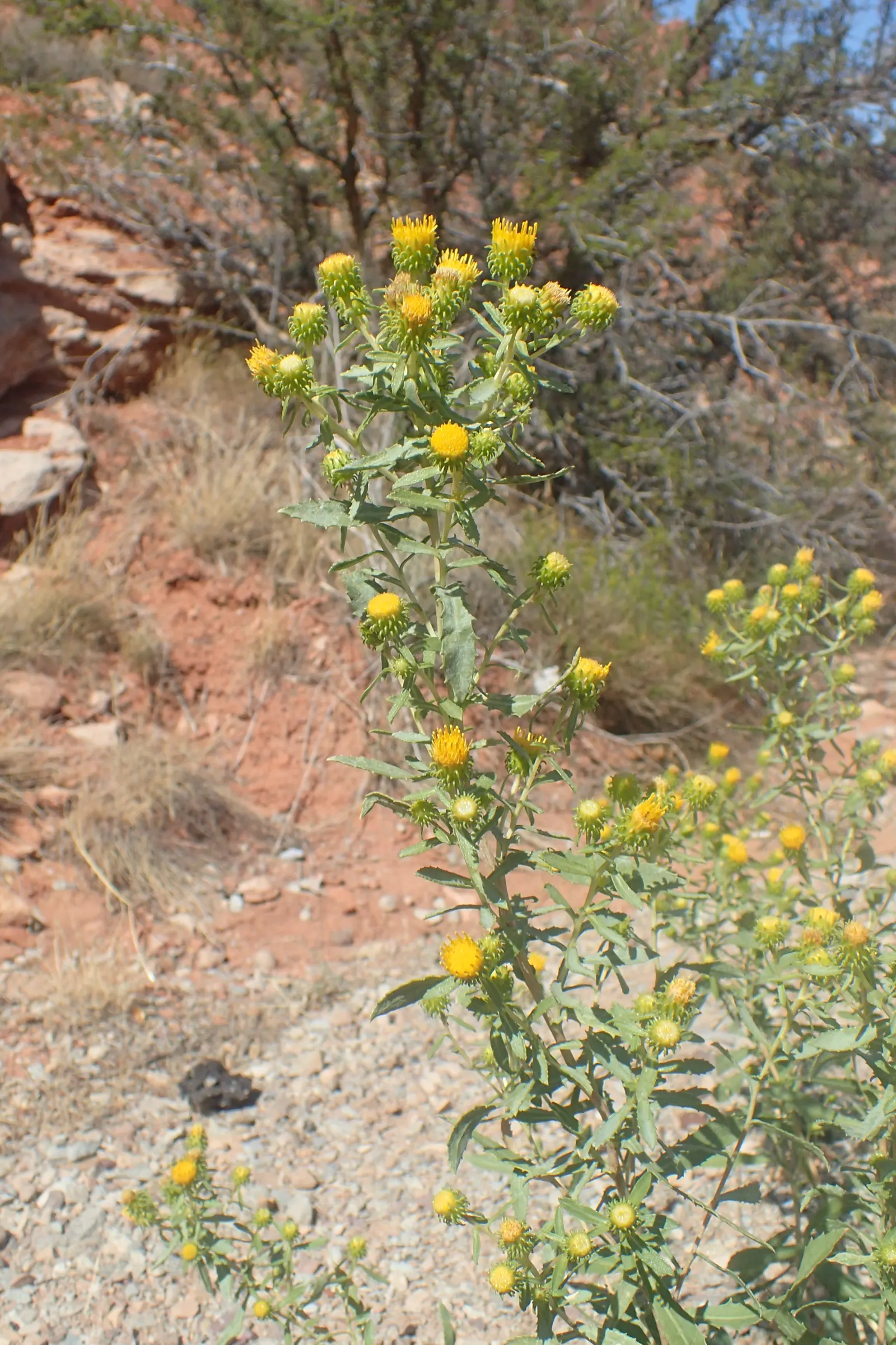 Hairy Gumweed (Grindelia Hirsutula) — is a captivating perennial plant that brings a touch of native charm to any landscape design