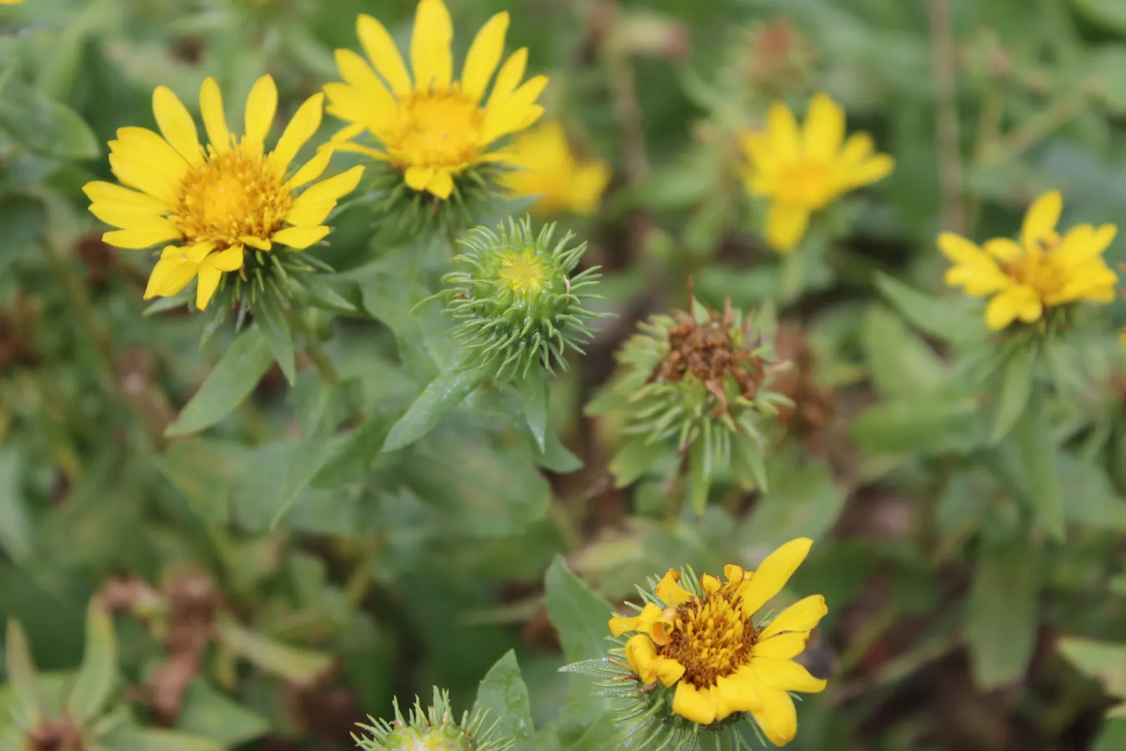 Hairy Gumweed (Grindelia Hirsutula) — Its stems are characteristically robust