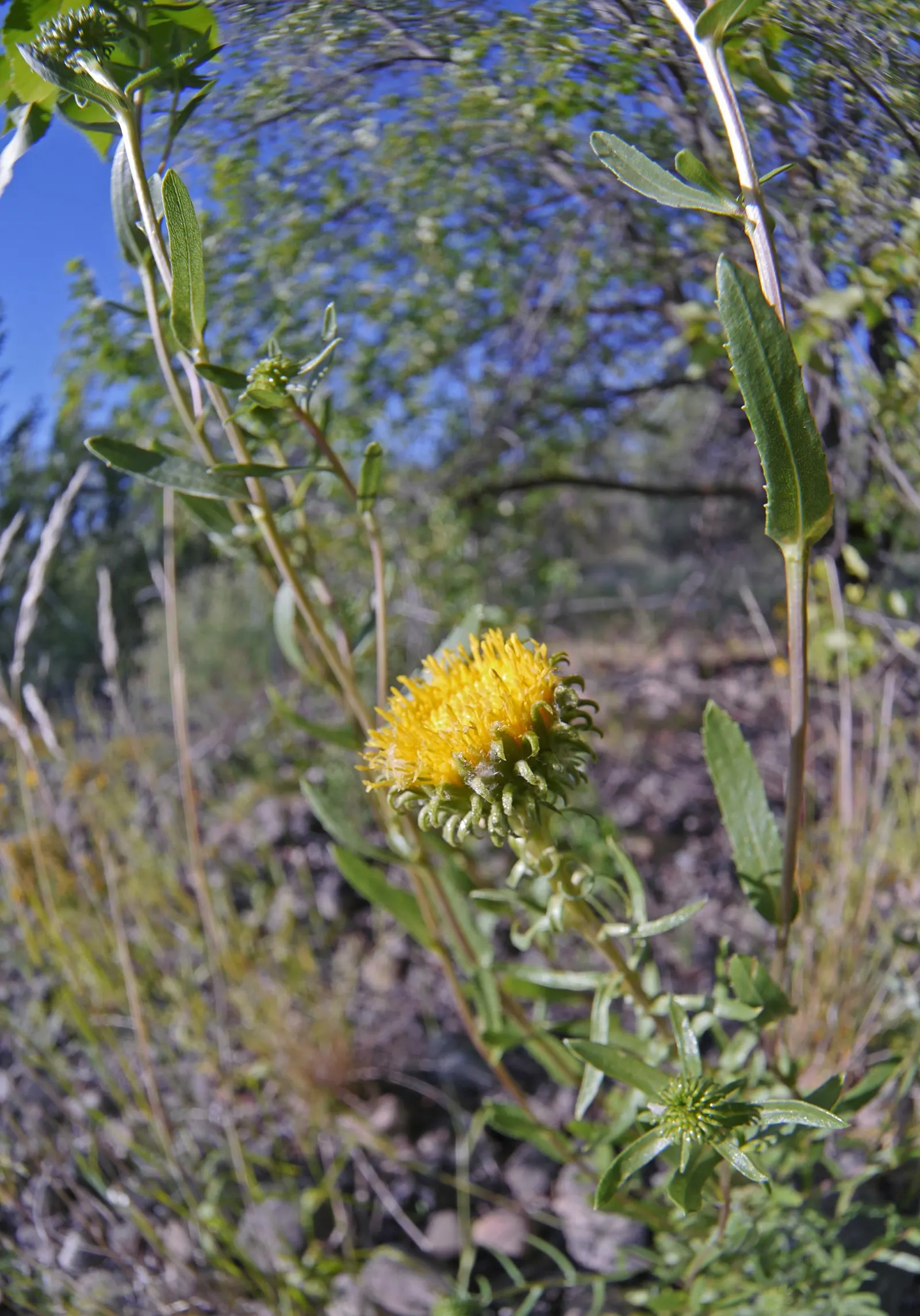 Hairy Gumweed (Grindelia Hirsutula) — creating a bushy silhouette