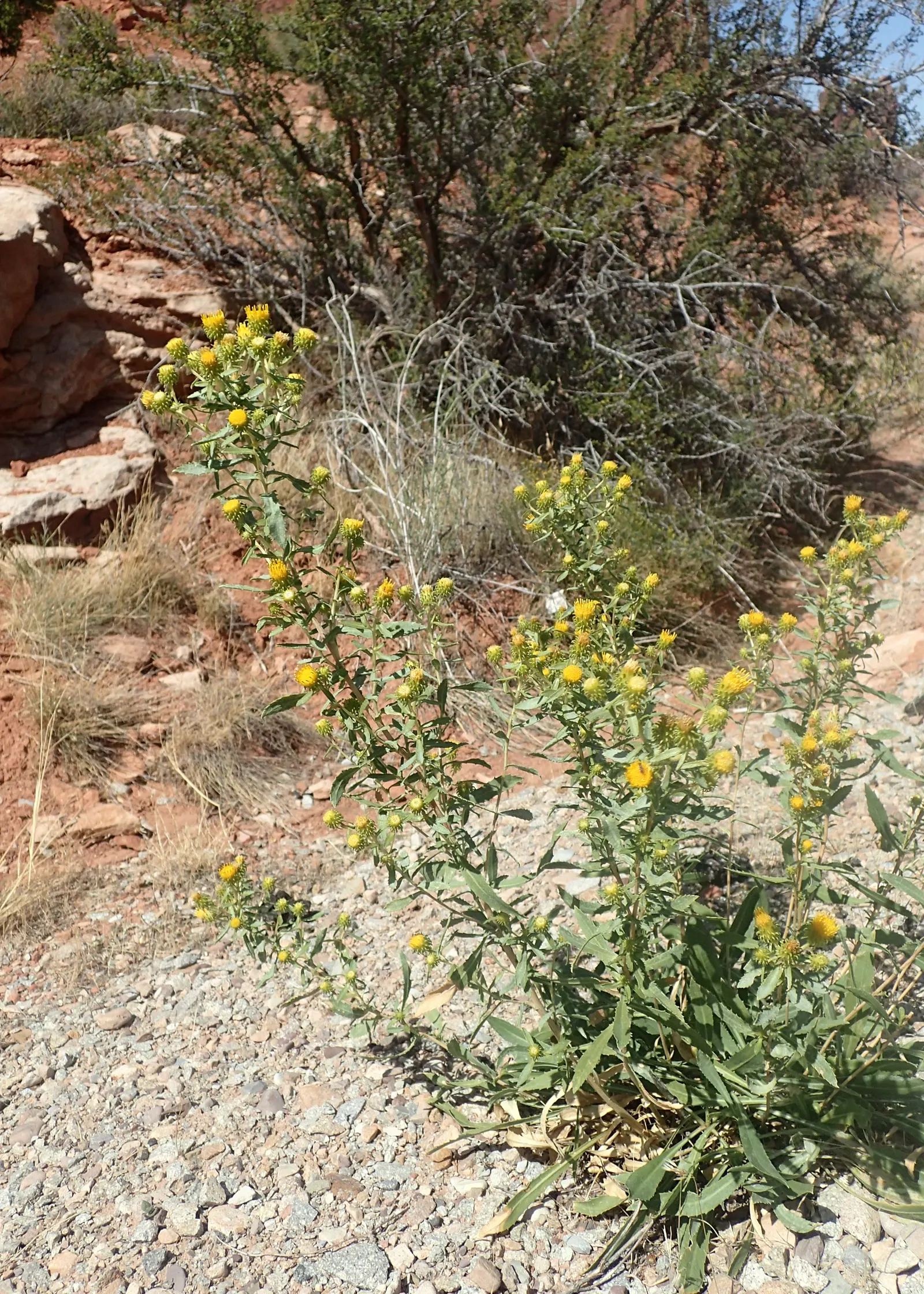 Hairy Gumweed (Grindelia Hirsutula) — Attracts pollinators while adding vibrant color and texture to rock gardens and wildflower meadows