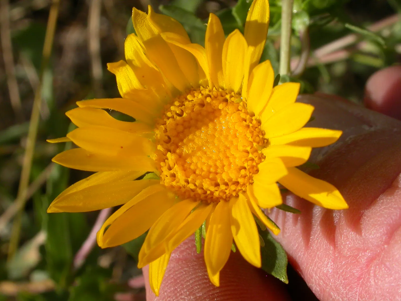 Hairy Gumweed (Grindelia Hirsutula) — Grindelia hirsutula prefers well-drained soil and thrives in full sun