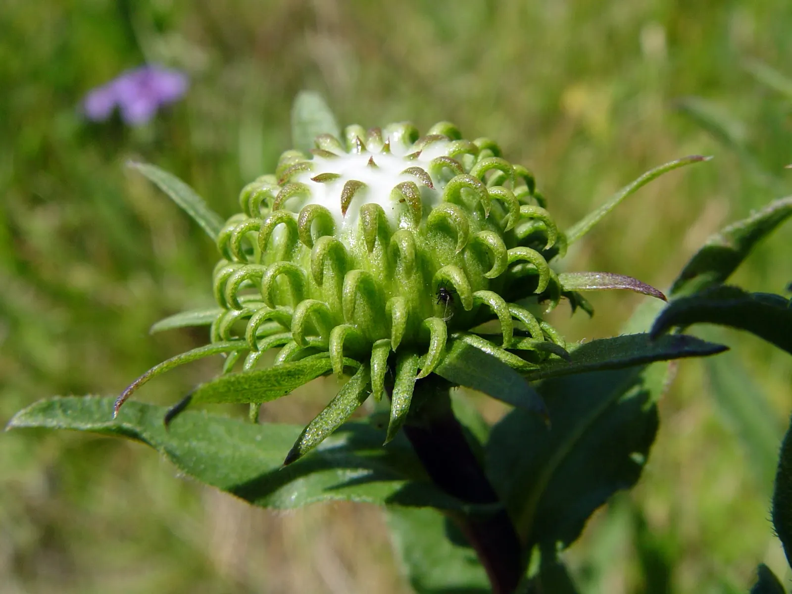 Hairy Gumweed (Grindelia Hirsutula) — commonly referred to as Hairy Gumweed