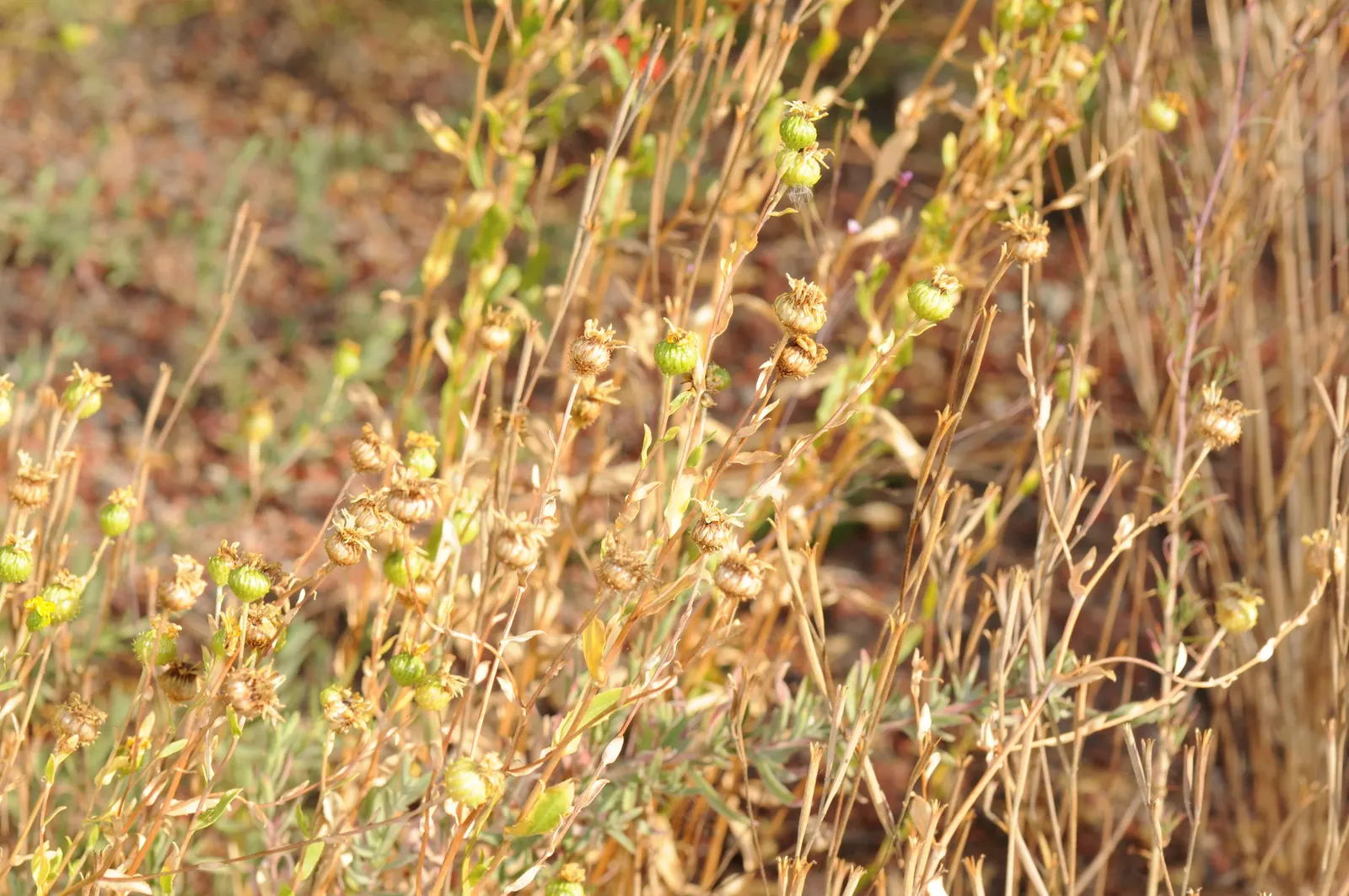 Hairy Gumweed (Grindelia Hirsutula) — This low-maintenance aspect