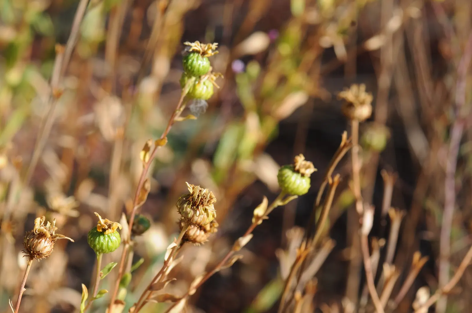 Hairy Gumweed (Grindelia Hirsutula) — thus requiring minimal irrigation