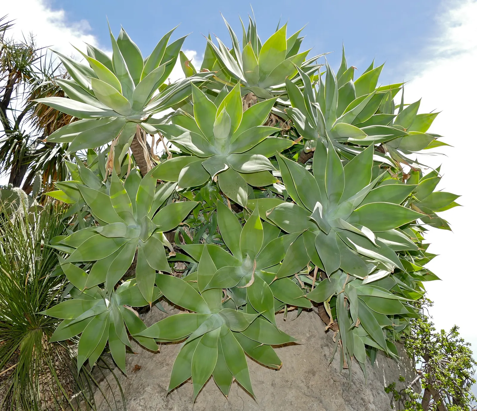 Fox Tail Agave (Agave Attenuata) — which can take several years; adds a sculptural presence to modern landscapes, image 58