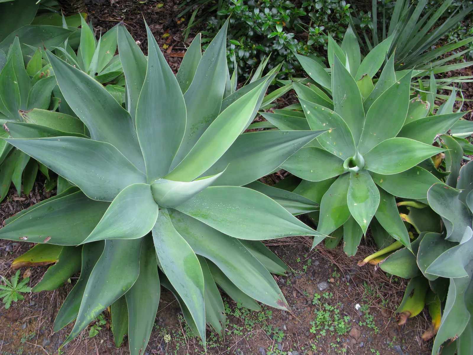 Fox Tail Agave (Agave Attenuata) — pale green leaves that are pliable and somewhat translucent at their tips