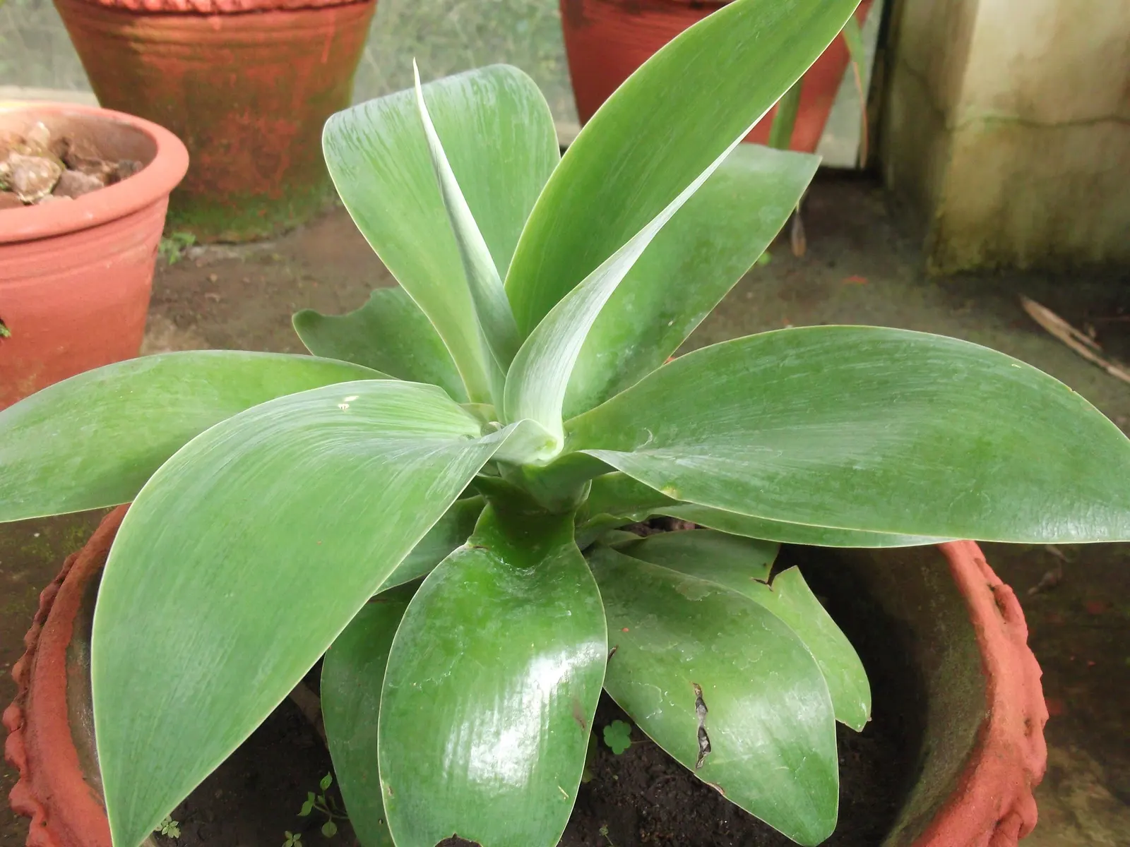 Fox Tail Agave (Agave Attenuata) — These leaves curve gracefully back towards the ground, giving the plant a smooth, sculptural quality; the plant, image 100
