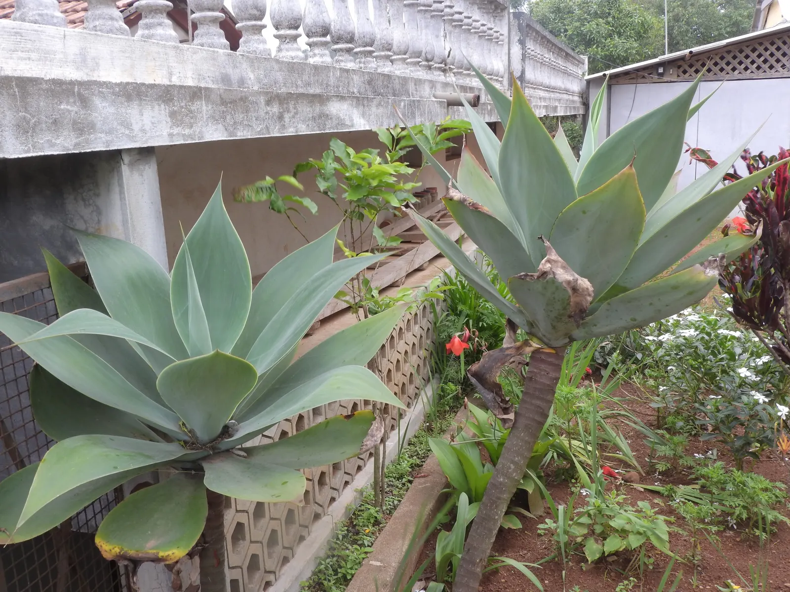 Fox Tail Agave (Agave Attenuata) — It's a drought-tolerant specimen; the hallmark is its dramatic curved inflorescence, resembling a fox's tail, which soars up