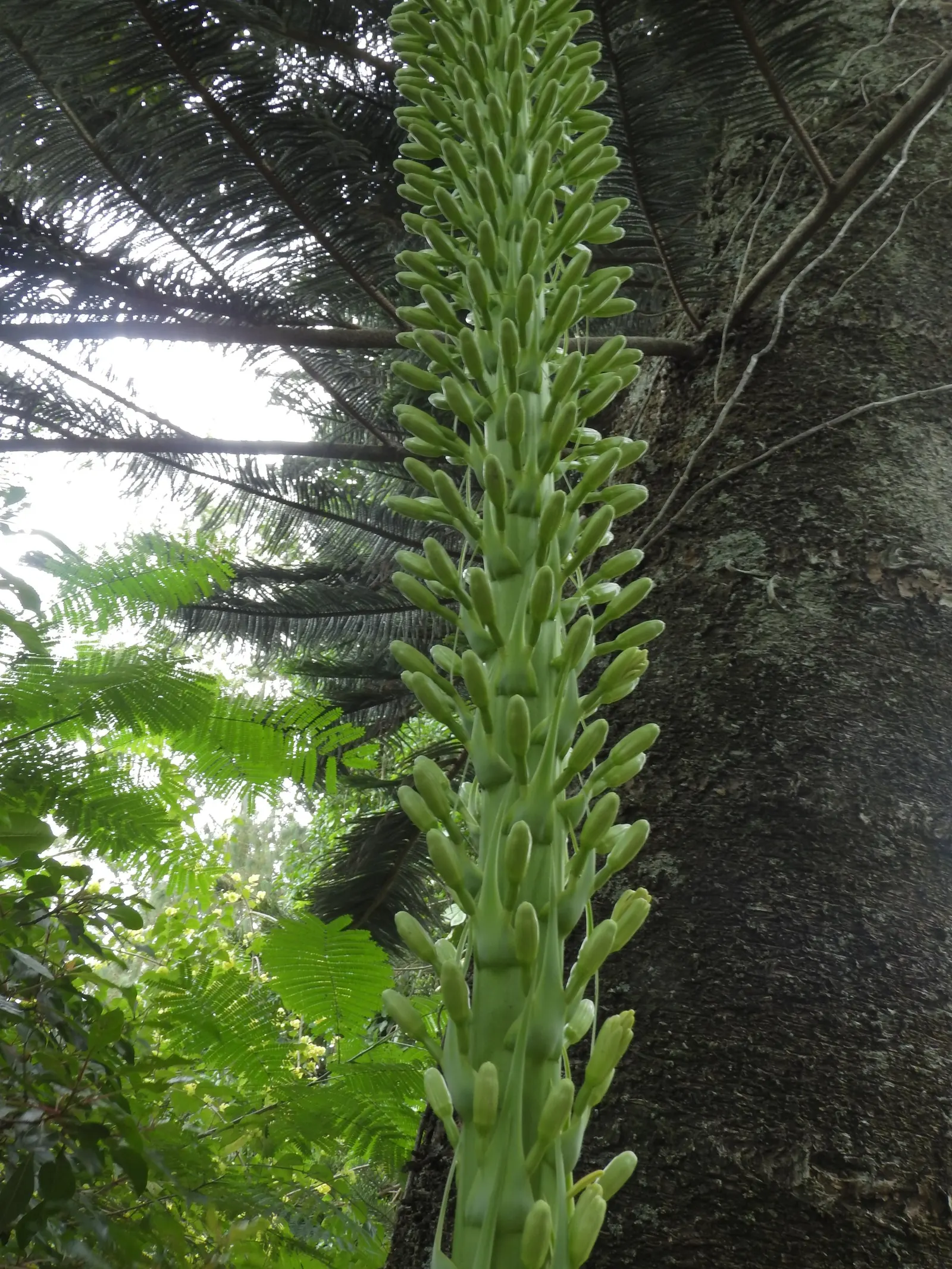 Fox Tail Agave (Agave Attenuata) — The hallmark is its dramatic curved inflorescence, resembling a fox's tail, which soars up to 5-10 feet
