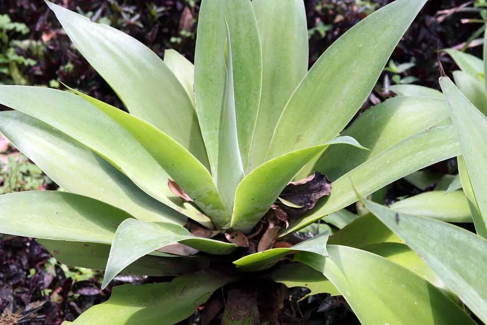 Fox Tail Agave (Agave Attenuata) — consider placing it in well-drained soils with full sun to partial shade exposure; succulent with green and yellow blooms